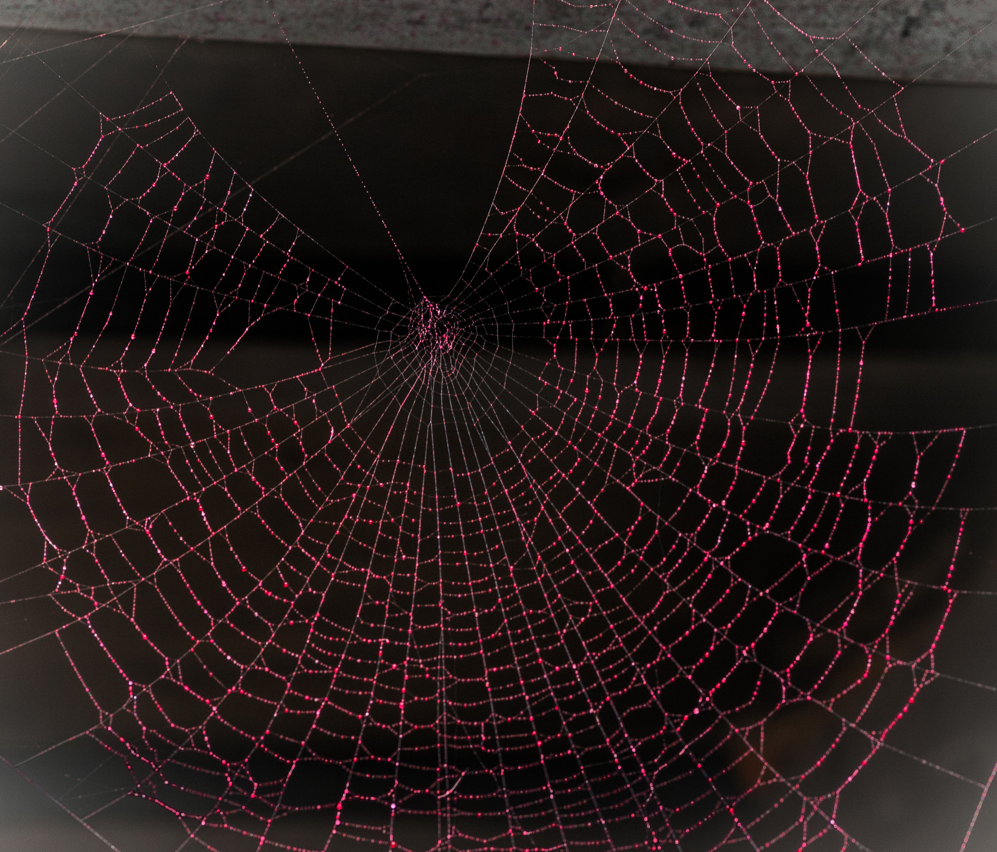Tokina AT-X Pro 100mm F2.8 Macro sample photo. Blood spider photography
