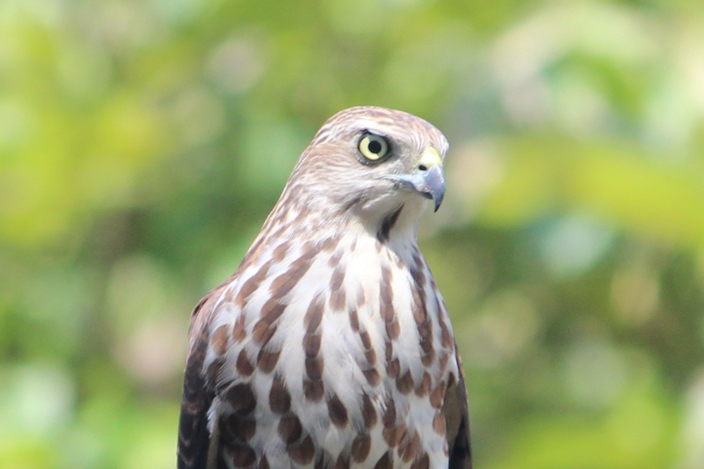Canon EF-S 55-250mm F4-5.6 IS II sample photo. Eagle photography
