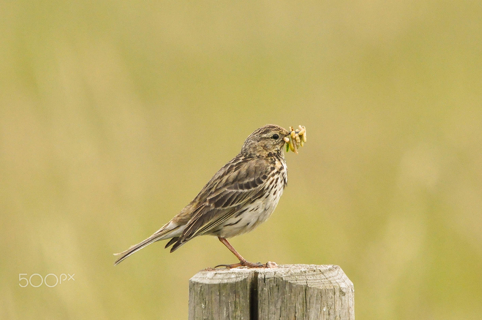 Sigma 150-500mm F5-6.3 DG OS HSM sample photo. Graspieper / meadow pipit photography