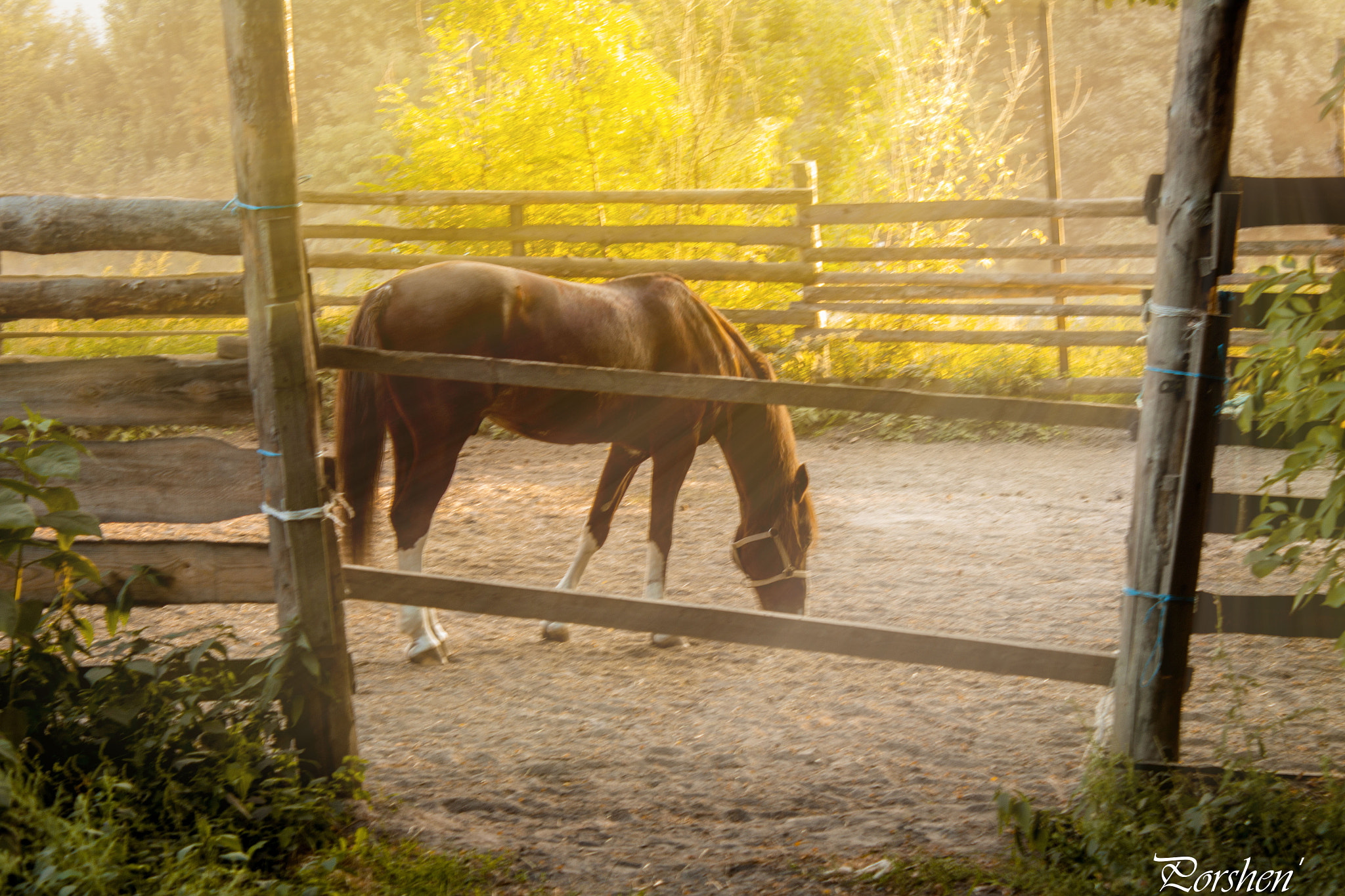 Canon EOS 500D (EOS Rebel T1i / EOS Kiss X3) sample photo. Horse photography