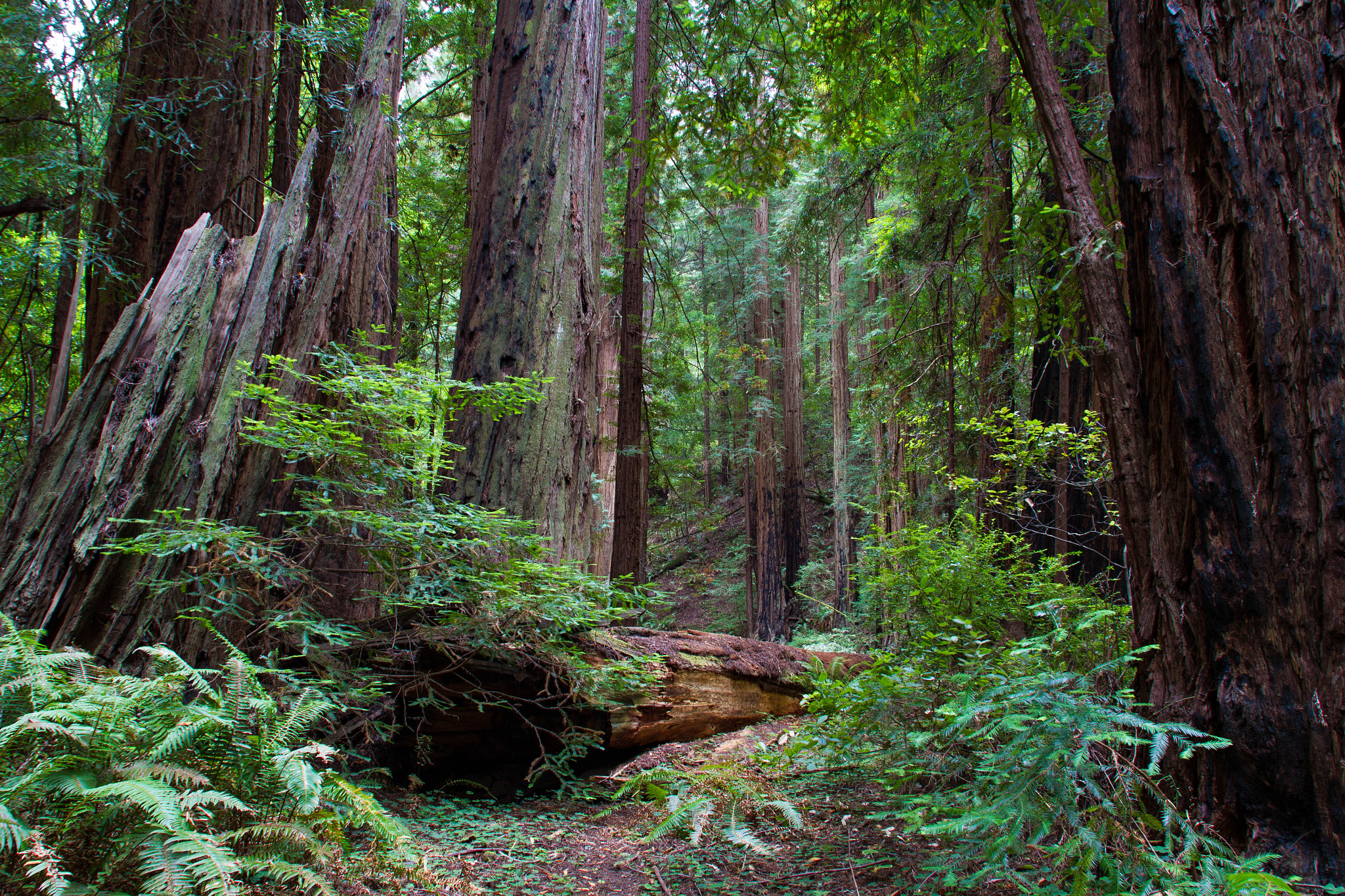 Canon EOS 7D + Canon EF 17-35mm f/2.8L sample photo. Muir woods photography