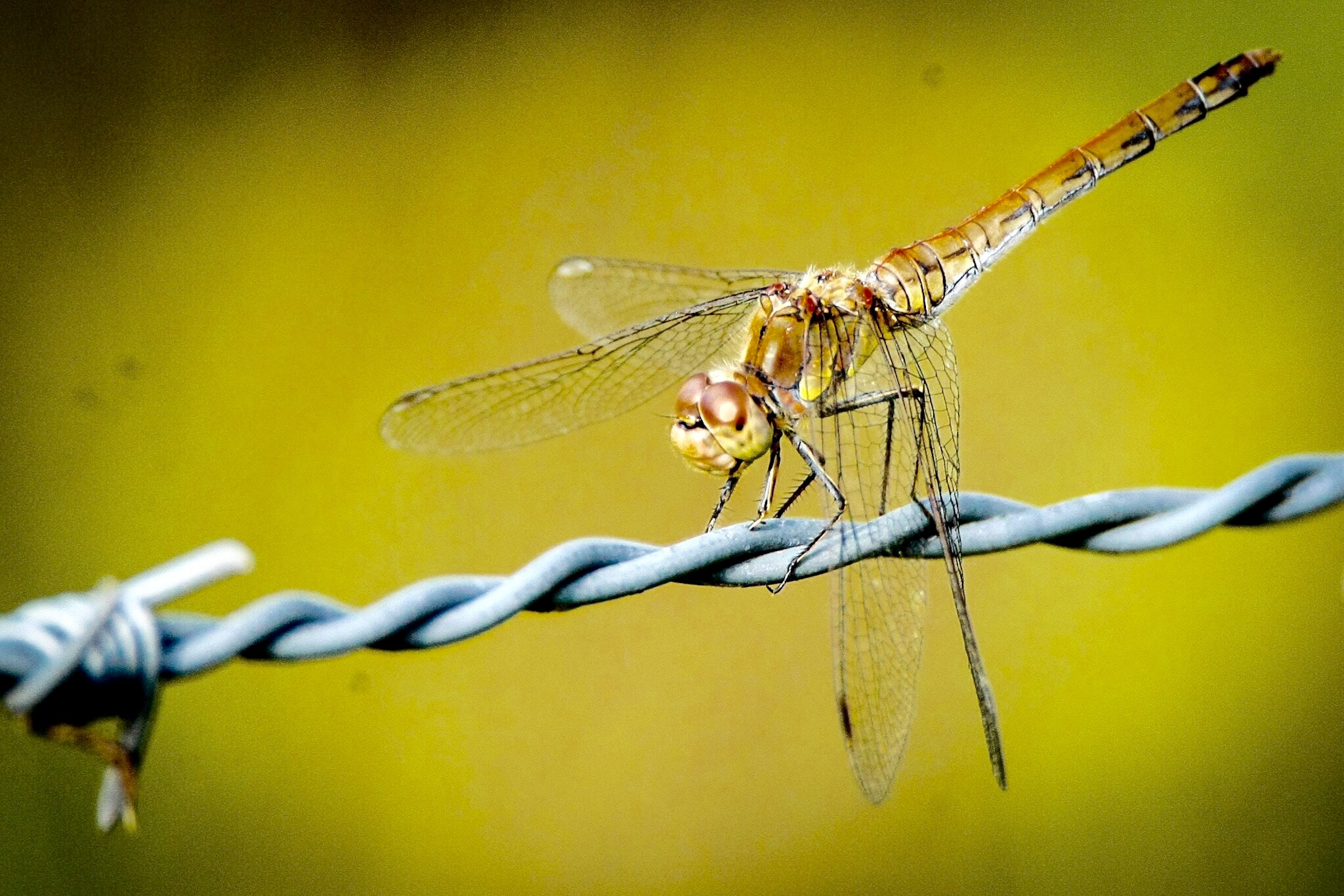 Canon EOS-1Ds Mark III sample photo. Dragonfly photography
