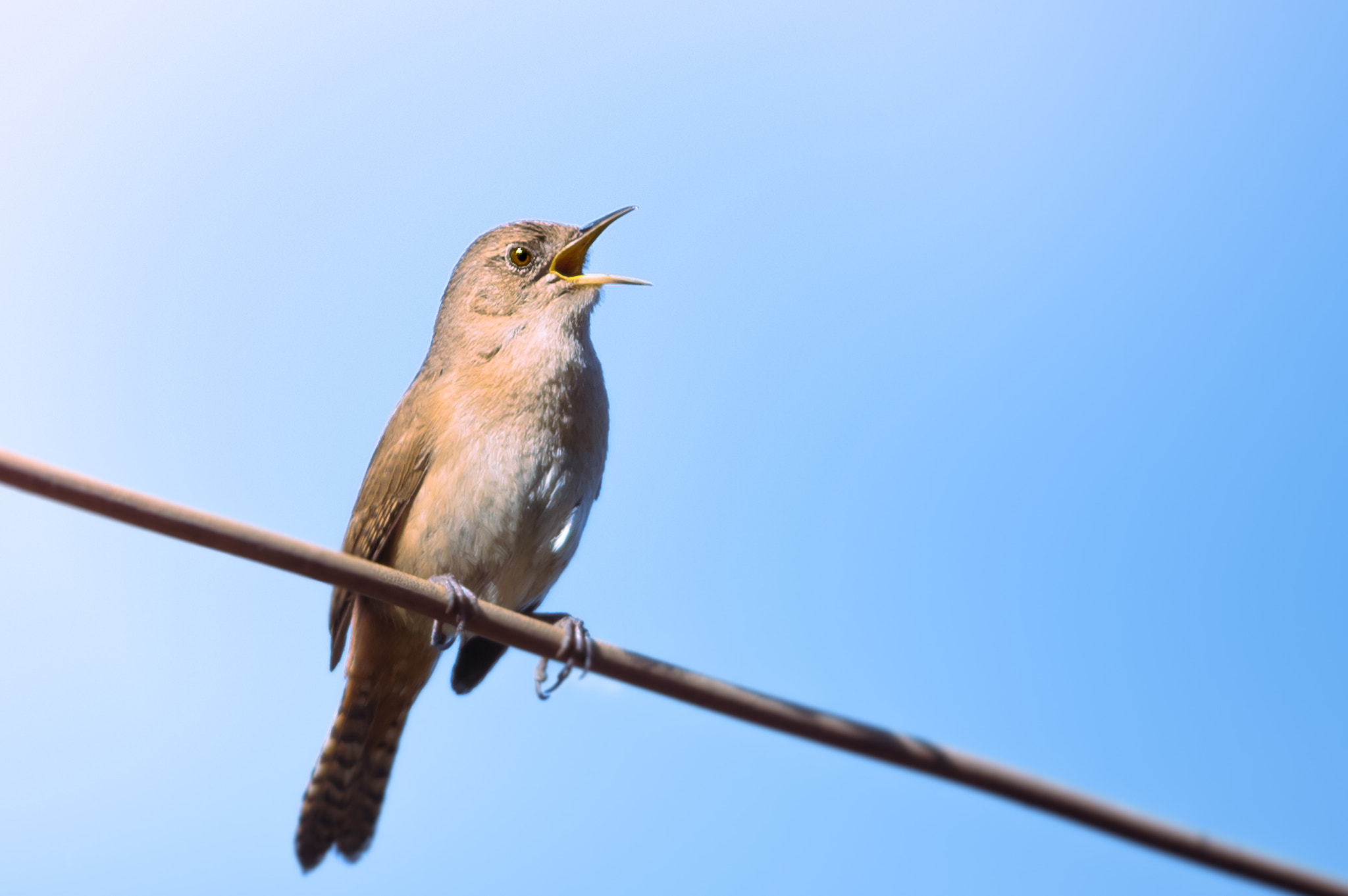 Nikon D3200 + Nikon AF-S Nikkor 300mm F4D ED-IF sample photo. Chercán: morning singing photography