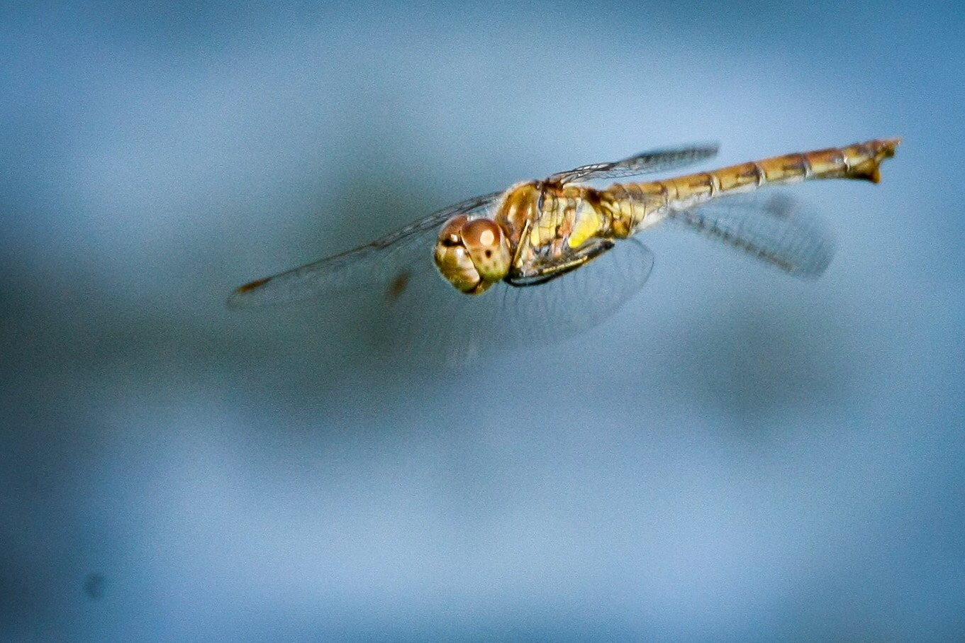 Canon EOS-1Ds Mark III + Tamron SP 150-600mm F5-6.3 Di VC USD sample photo. Dragonfly photography