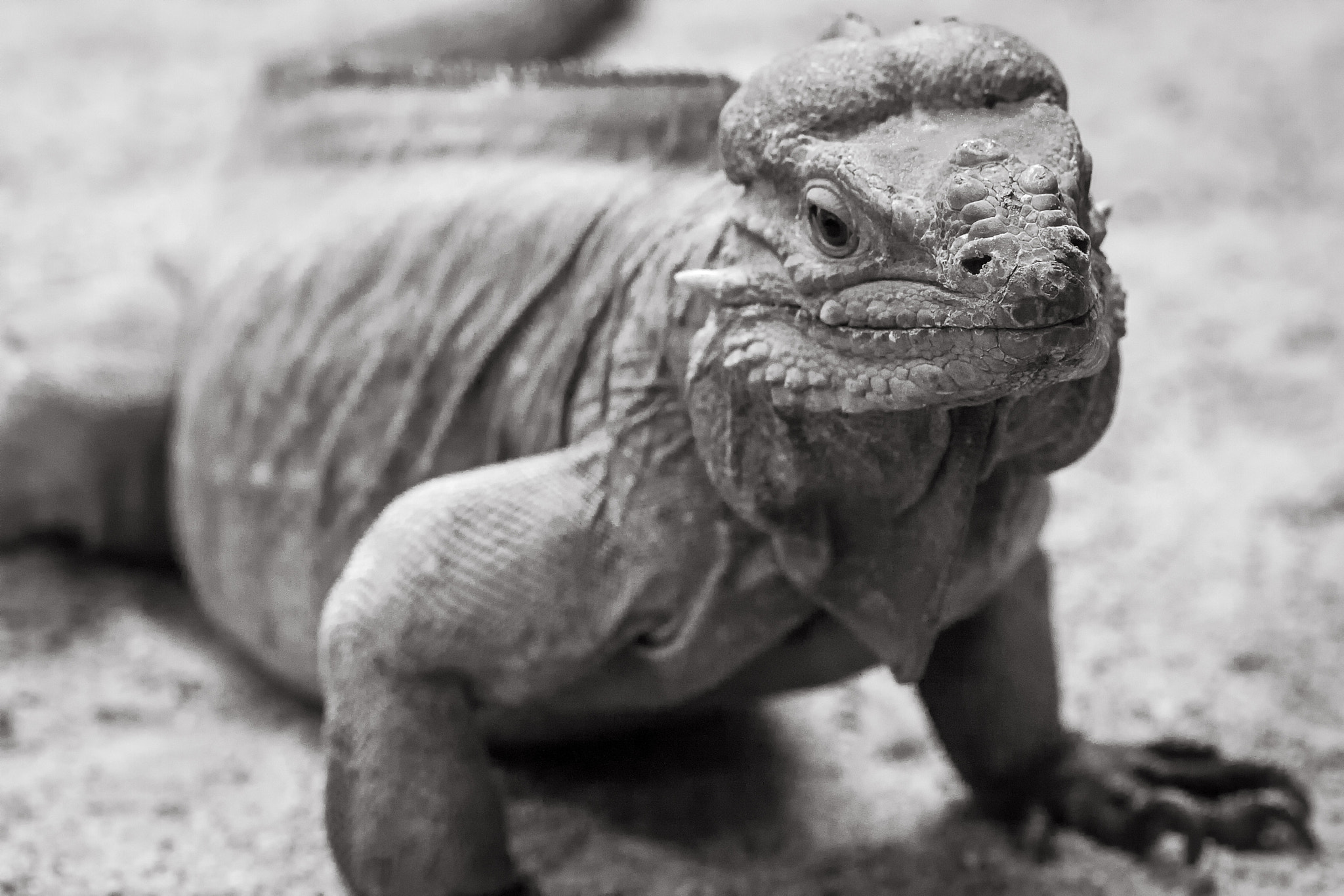 Canon EF 100mm F2.8 Macro USM sample photo. Lizzard staring... photography