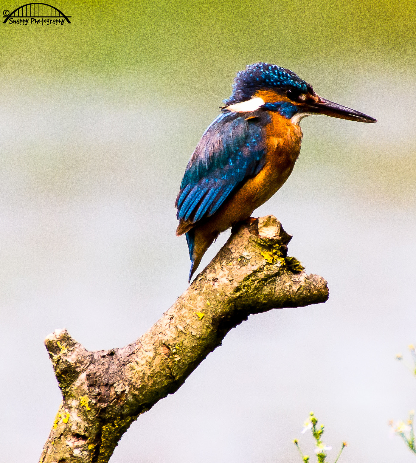 Sigma 50-500mm F4.5-6.3 DG OS HSM sample photo. Kingfisher photography