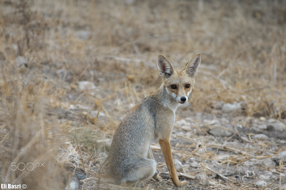 Nikon D300S sample photo. Fox photography