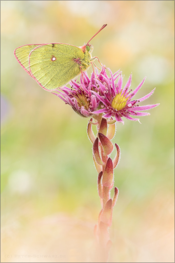 Sigma 150mm f/2.8 EX DG OS HSM APO Macro sample photo. Colias phicomone photography