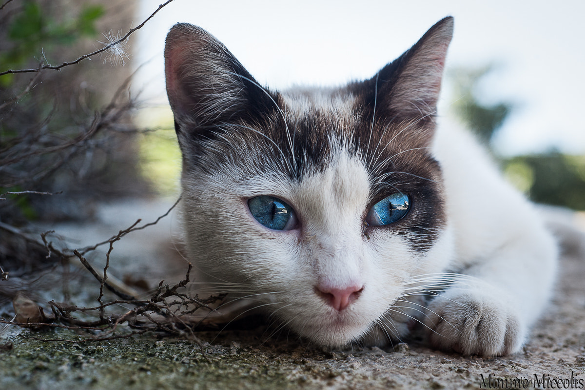 Nikon D3 + Nikon AF Micro-Nikkor 60mm F2.8D sample photo. Pongo,il cacciatore photography