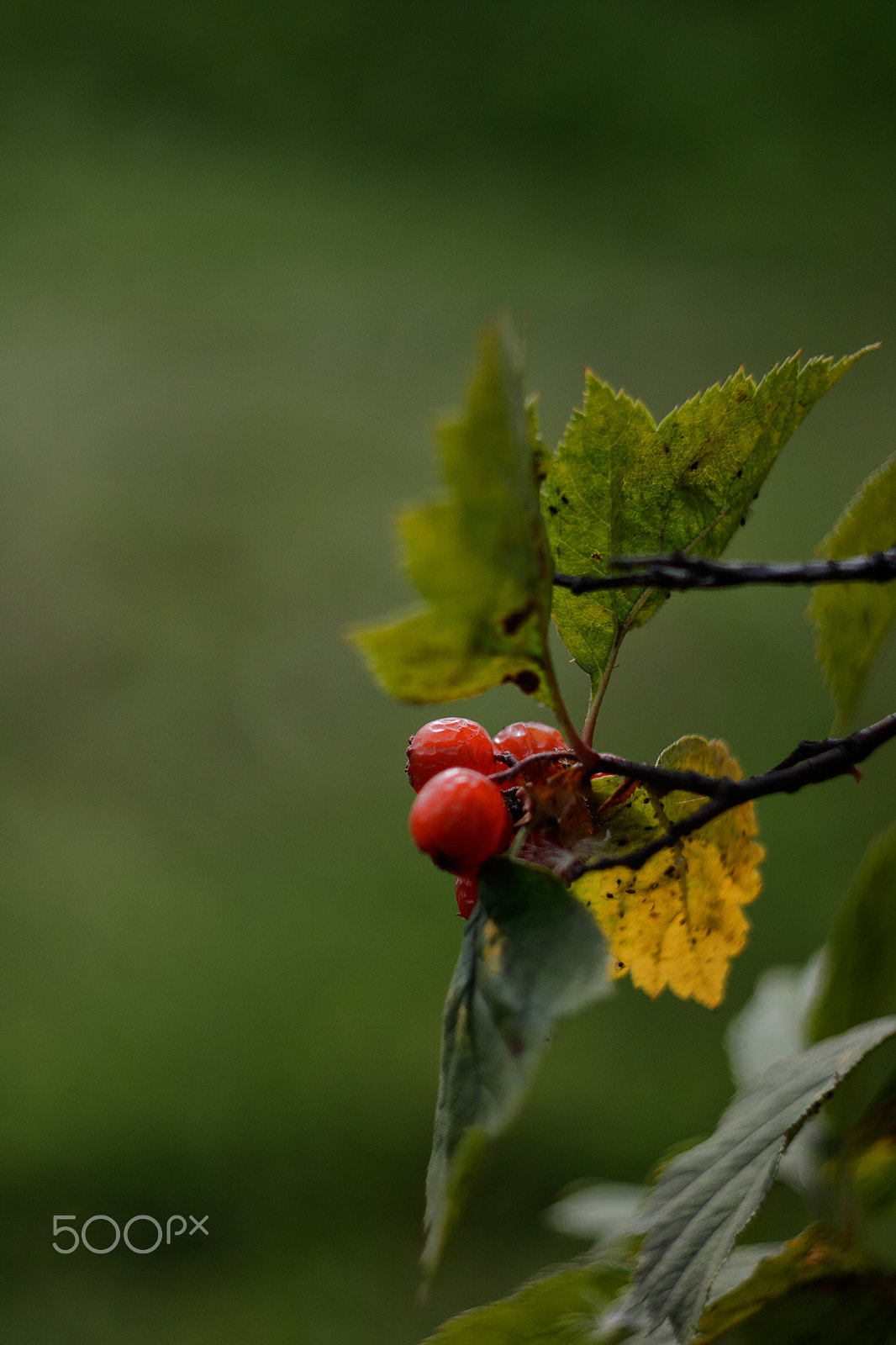 Canon EF 35-80mm f/4-5.6 sample photo. Infected with spider mites photography