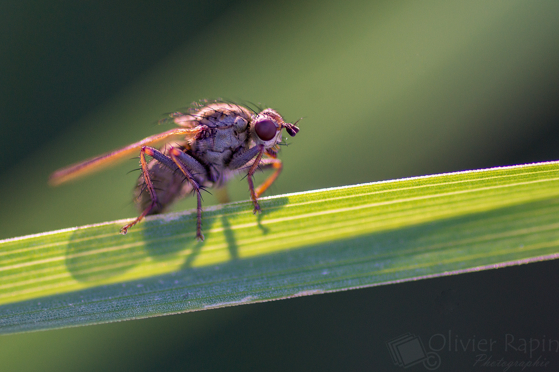 Sony SLT-A77 + Tamron SP AF 90mm F2.8 Di Macro sample photo. Rayon de lumière photography