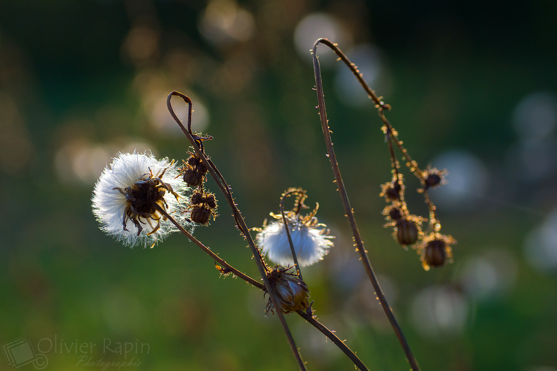 Sony SLT-A77 + Tamron SP AF 90mm F2.8 Di Macro sample photo. Boules blanche photography