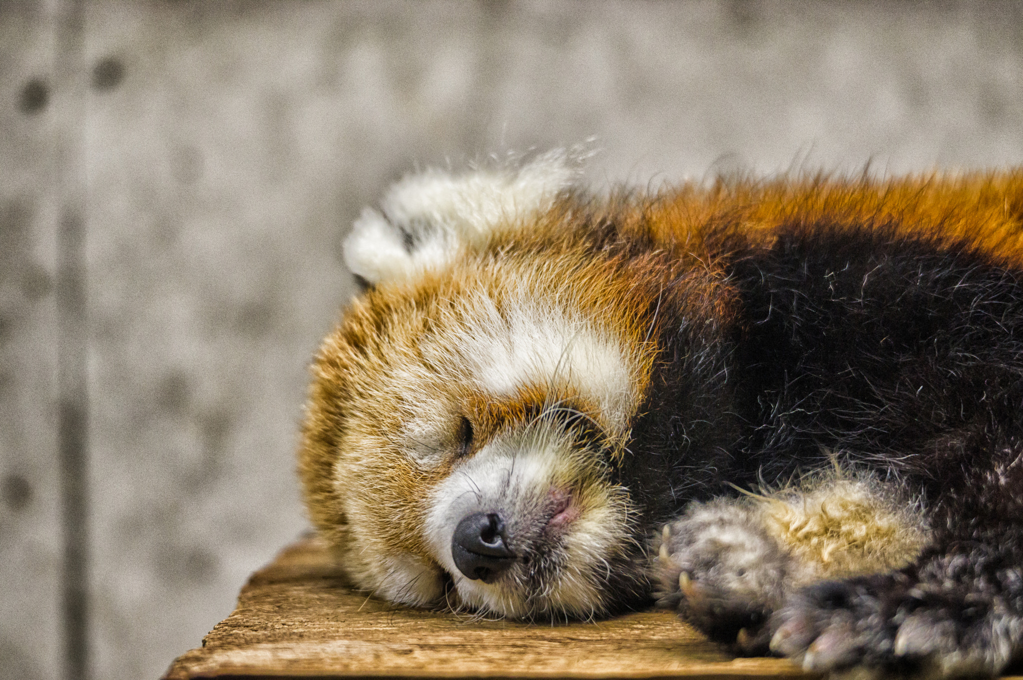 Pentax D FA* 70-200mm F2.8ED DC AW sample photo. ** photography