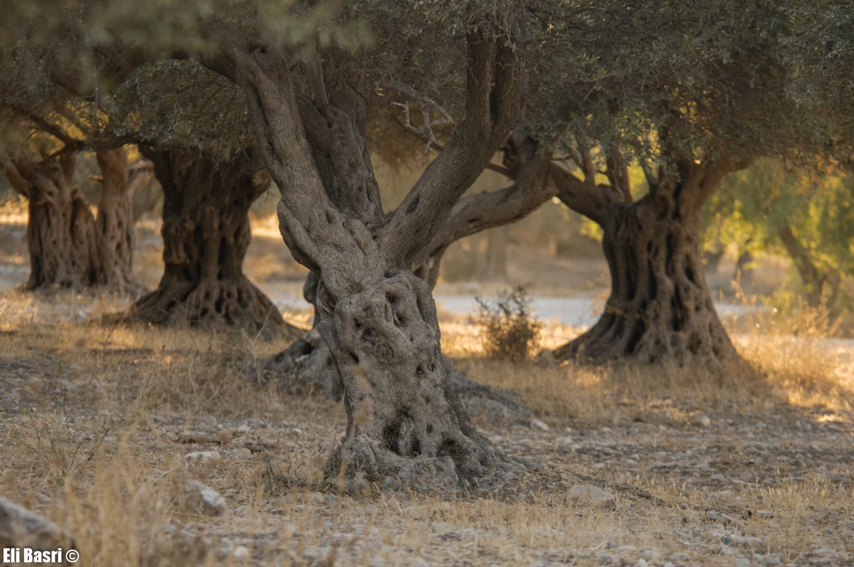 Nikon D300S sample photo. Olives trees photography