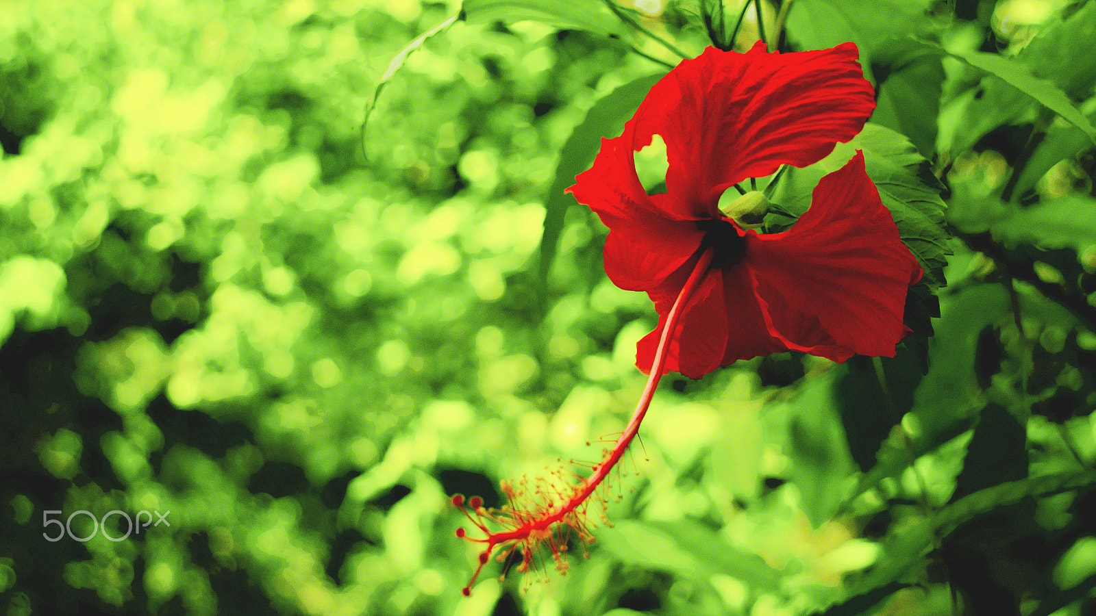 Canon EOS 1200D (EOS Rebel T5 / EOS Kiss X70 / EOS Hi) sample photo. Flower - red hibiscus photography