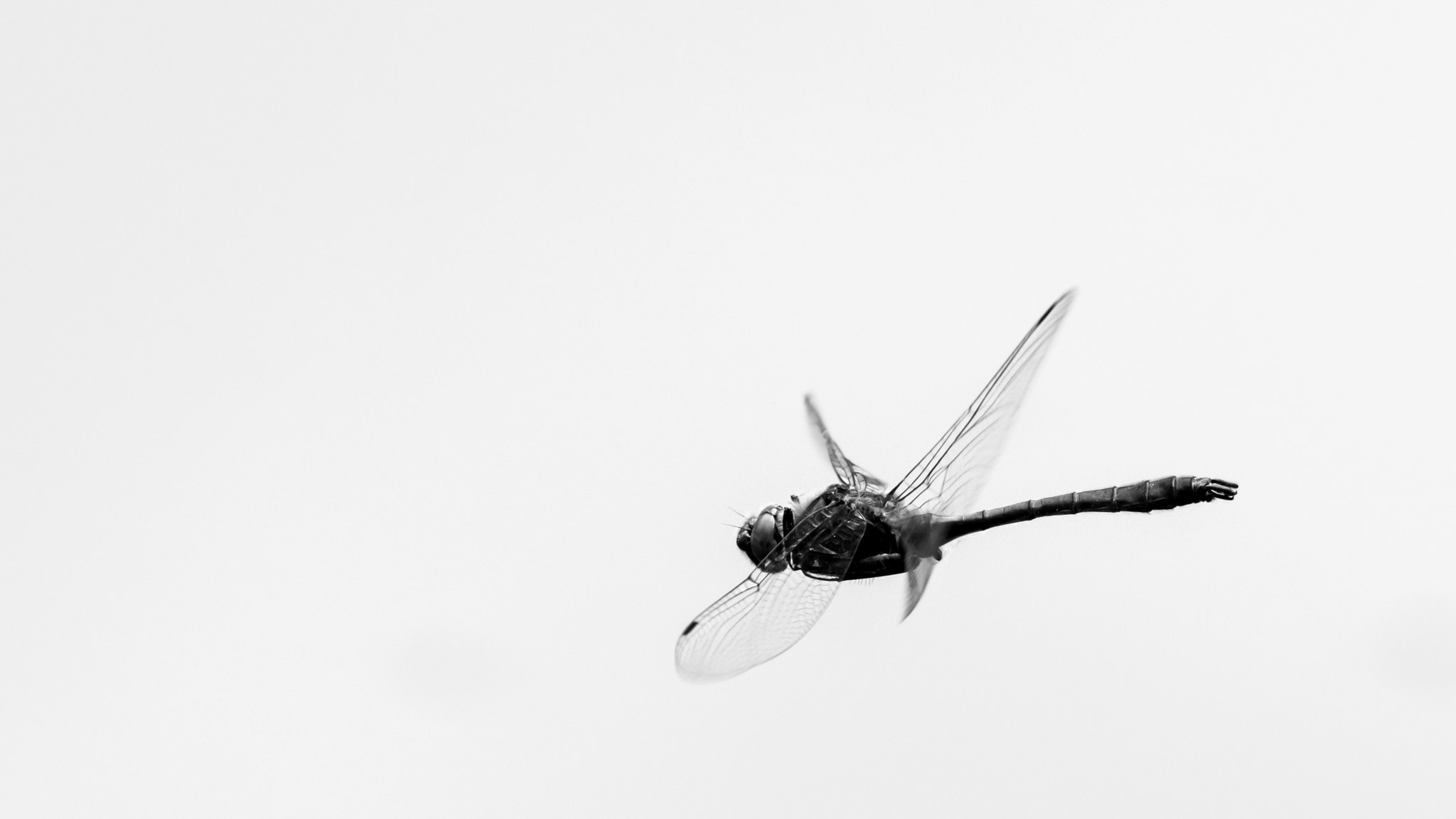 Nikon Nikkor AF-S 300mm F4E PF ED VR sample photo. Dragonfly photography