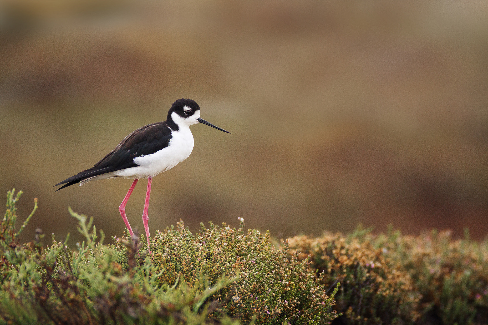 Canon EOS 7D + Canon EF 600mm f/4L IS sample photo. Black-necked stilt photography
