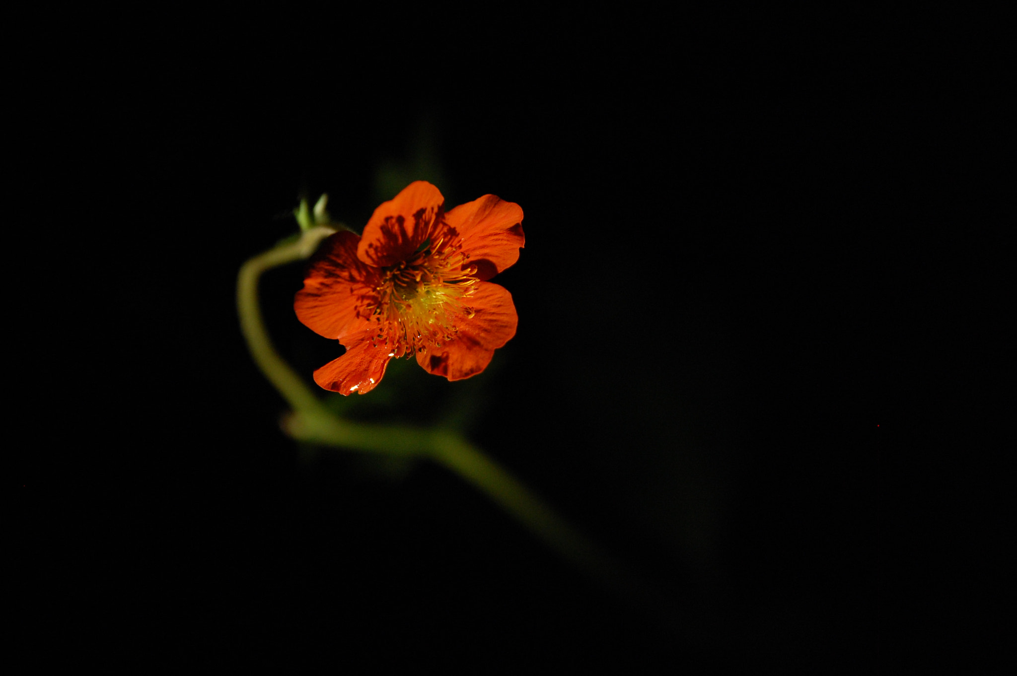 Nikon D40 sample photo. Orange avens photography