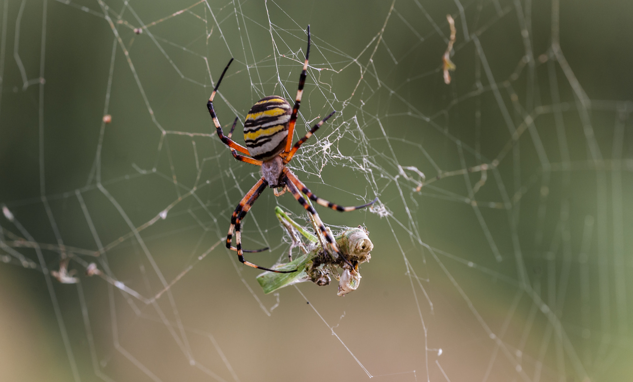 Sigma APO Macro 180mm F3.5 EX DG HSM sample photo. Araña tigre photography