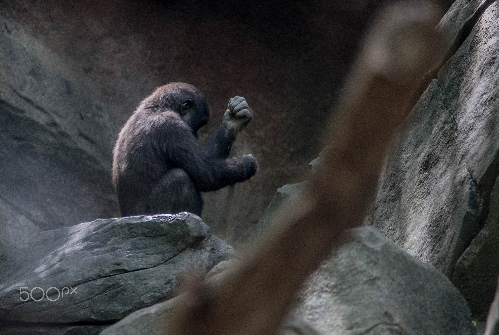 Sony a99 II + Minolta AF 80-200mm F2.8 HS-APO G sample photo. "playing with sands" - baby gorilla photography