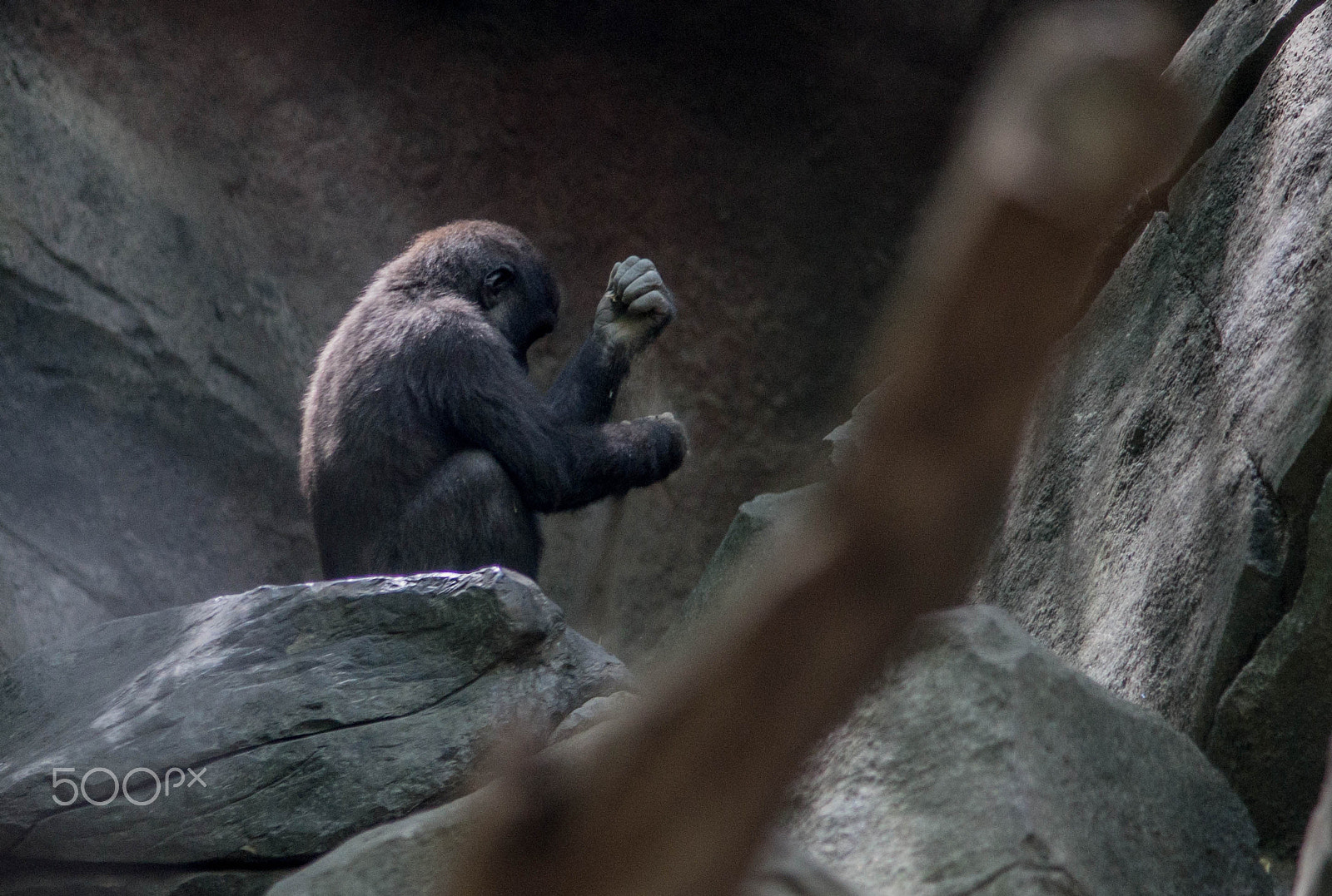 Sony a99 II sample photo. "playing with sands" - baby gorilla photography