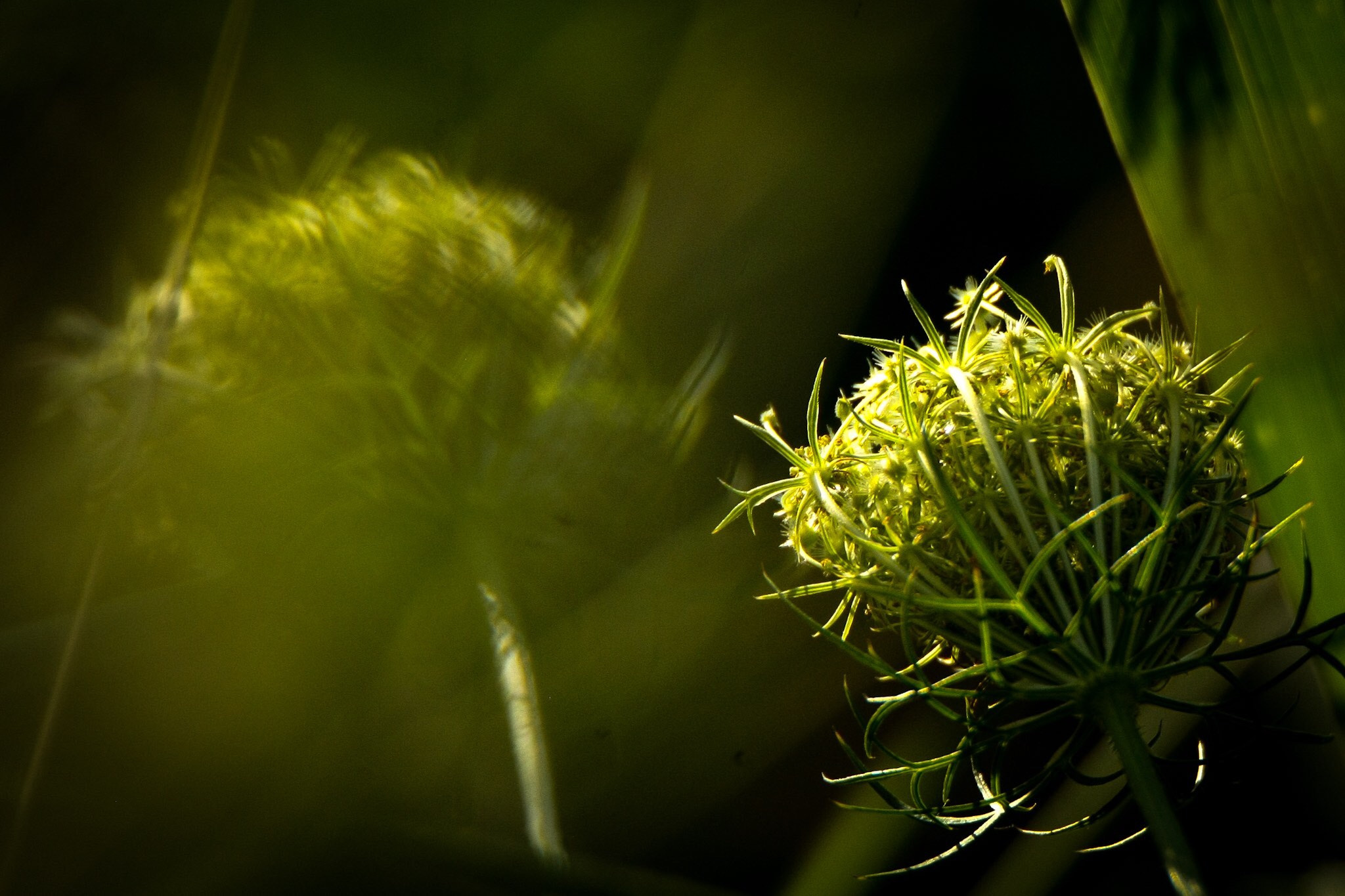 Canon EOS-1Ds Mark III sample photo. Flower photography
