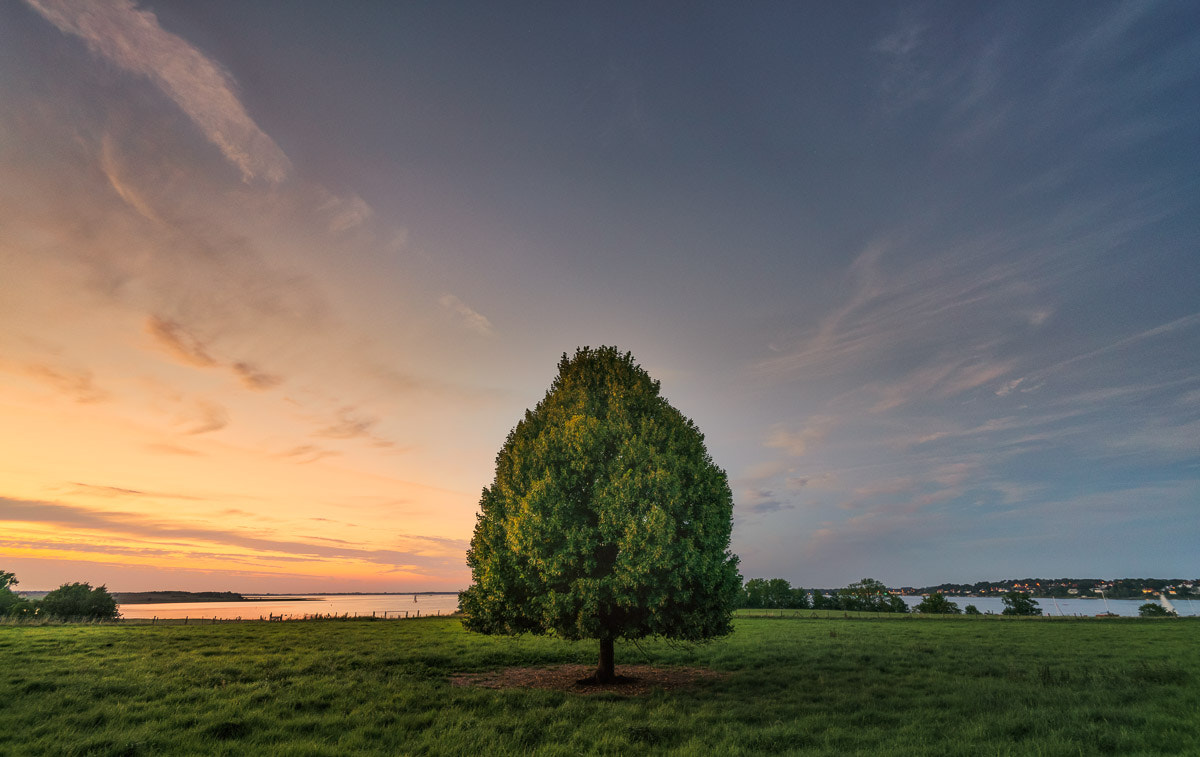 Sony a7R II + Voigtlander SUPER WIDE-HELIAR 15mm F4.5 III sample photo. Denmark proud tree photography