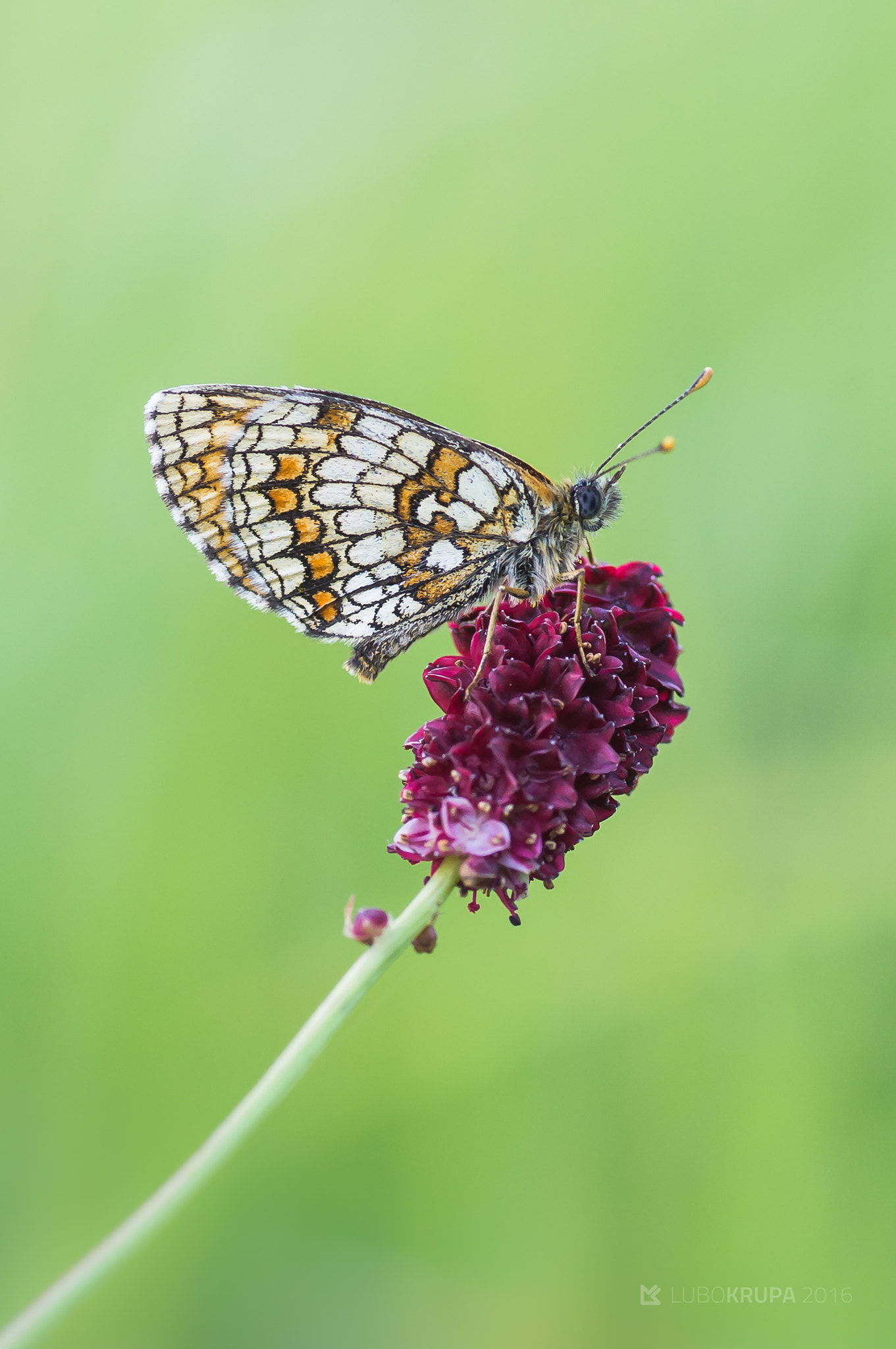 Pentax K-r + Tamron SP AF 90mm F2.8 Di Macro sample photo. Melitaea athalia photography