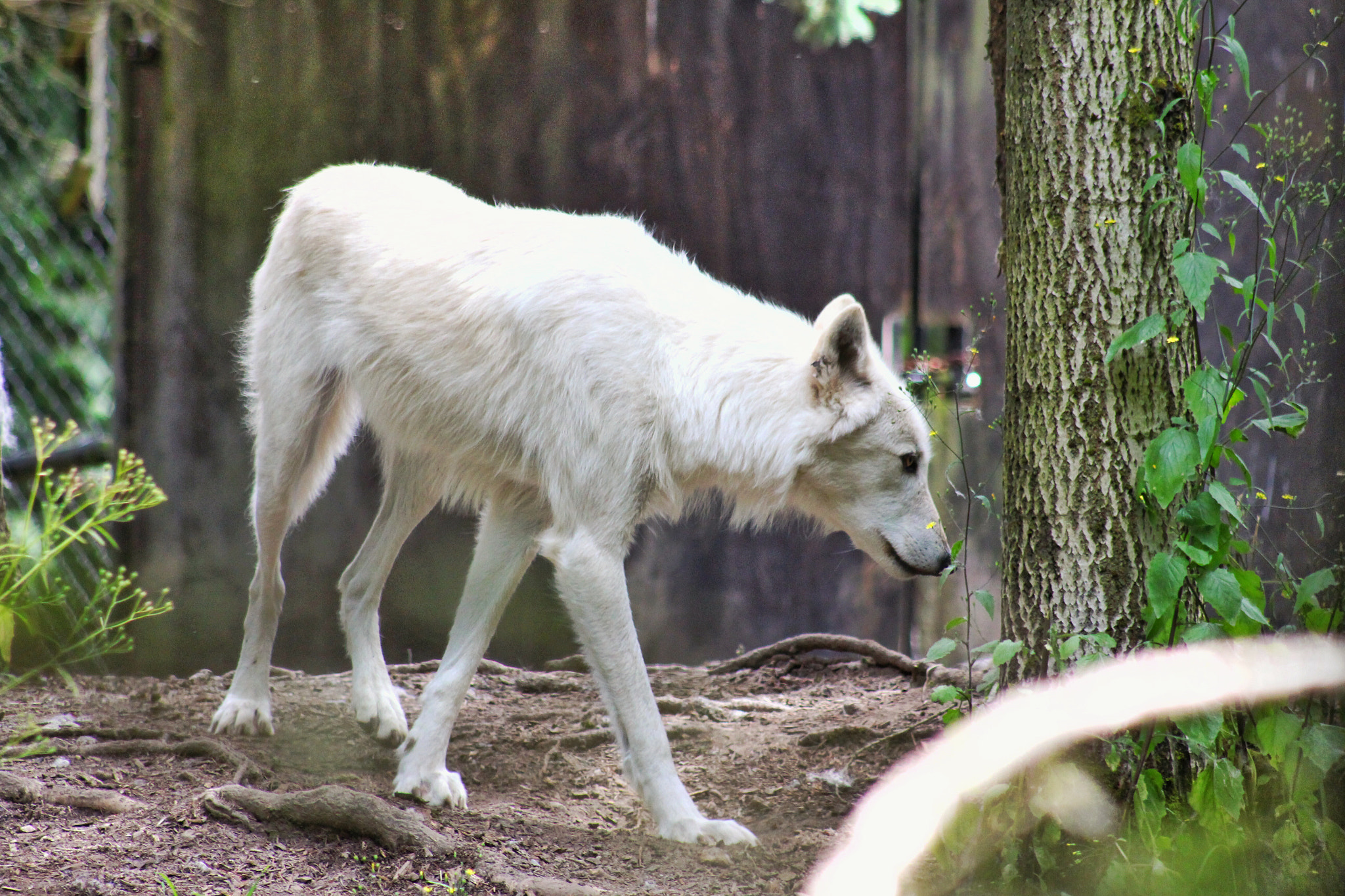 Canon EF75-300mm f/4-5.6 sample photo