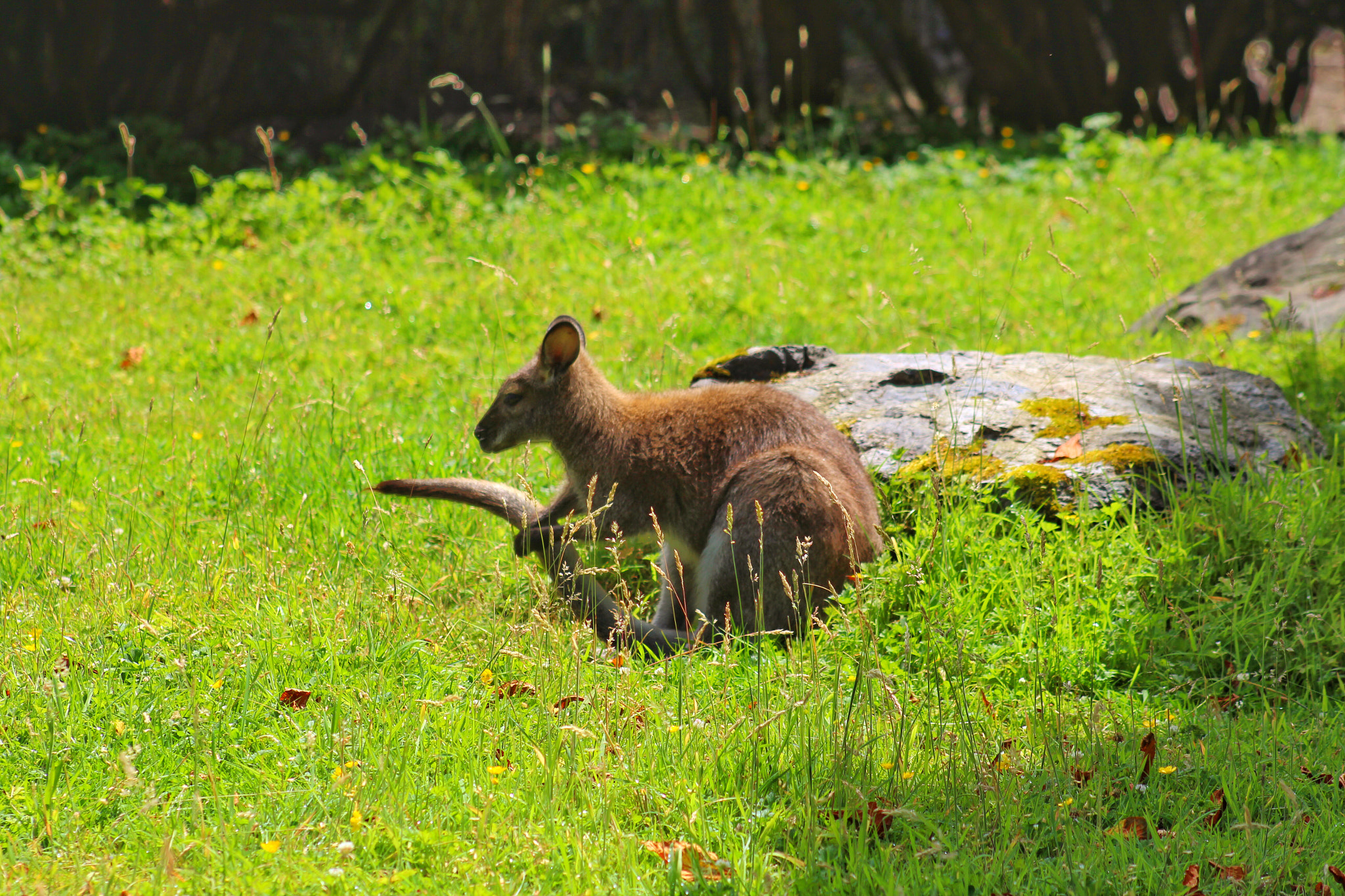 Canon EF75-300mm f/4-5.6 sample photo