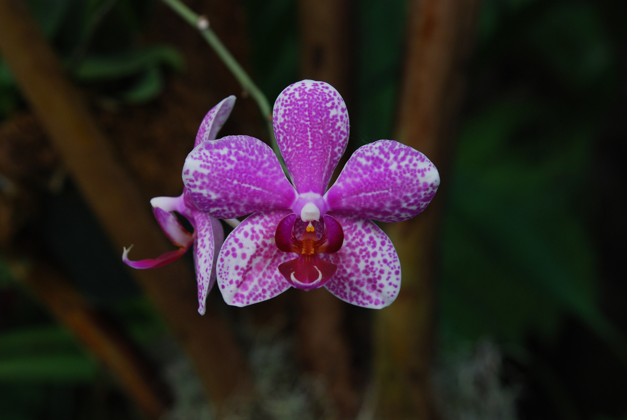 Nikon D80 sample photo. Purple flower photography