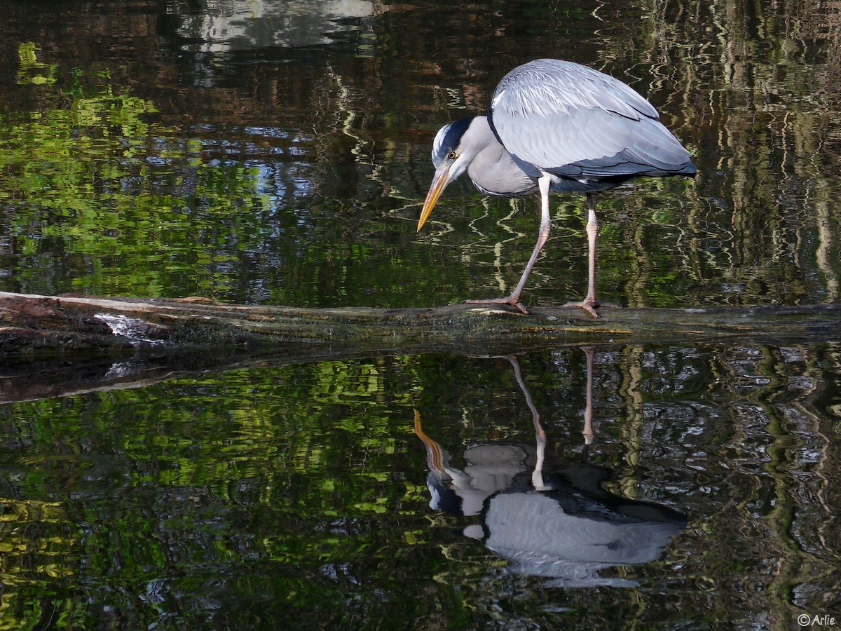 Samsung WB550, WB560 / VLUU WB550 /  HZ15W sample photo. Grey heron fishing photography
