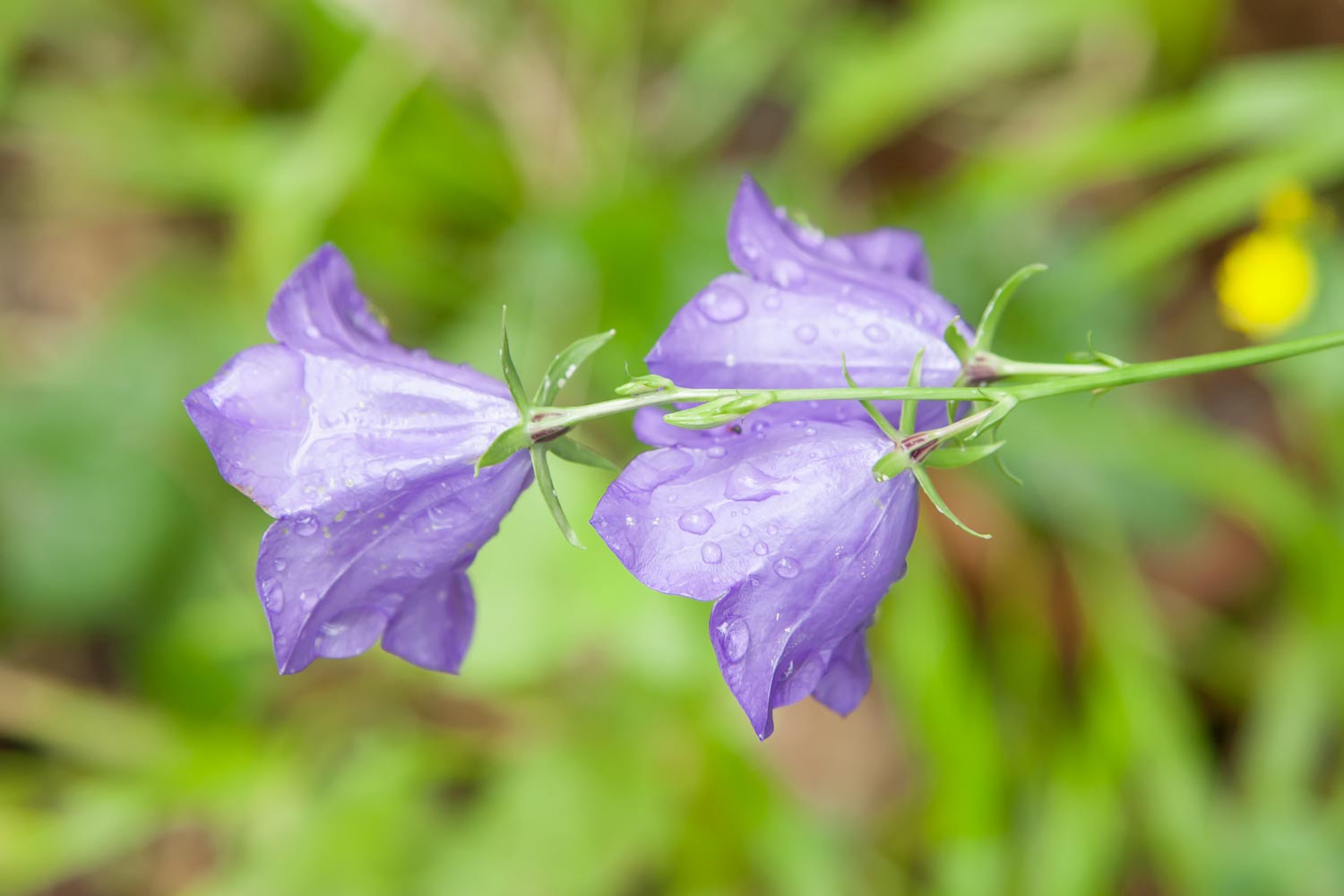 Canon EOS-1D Mark III sample photo. 123.jpg photography
