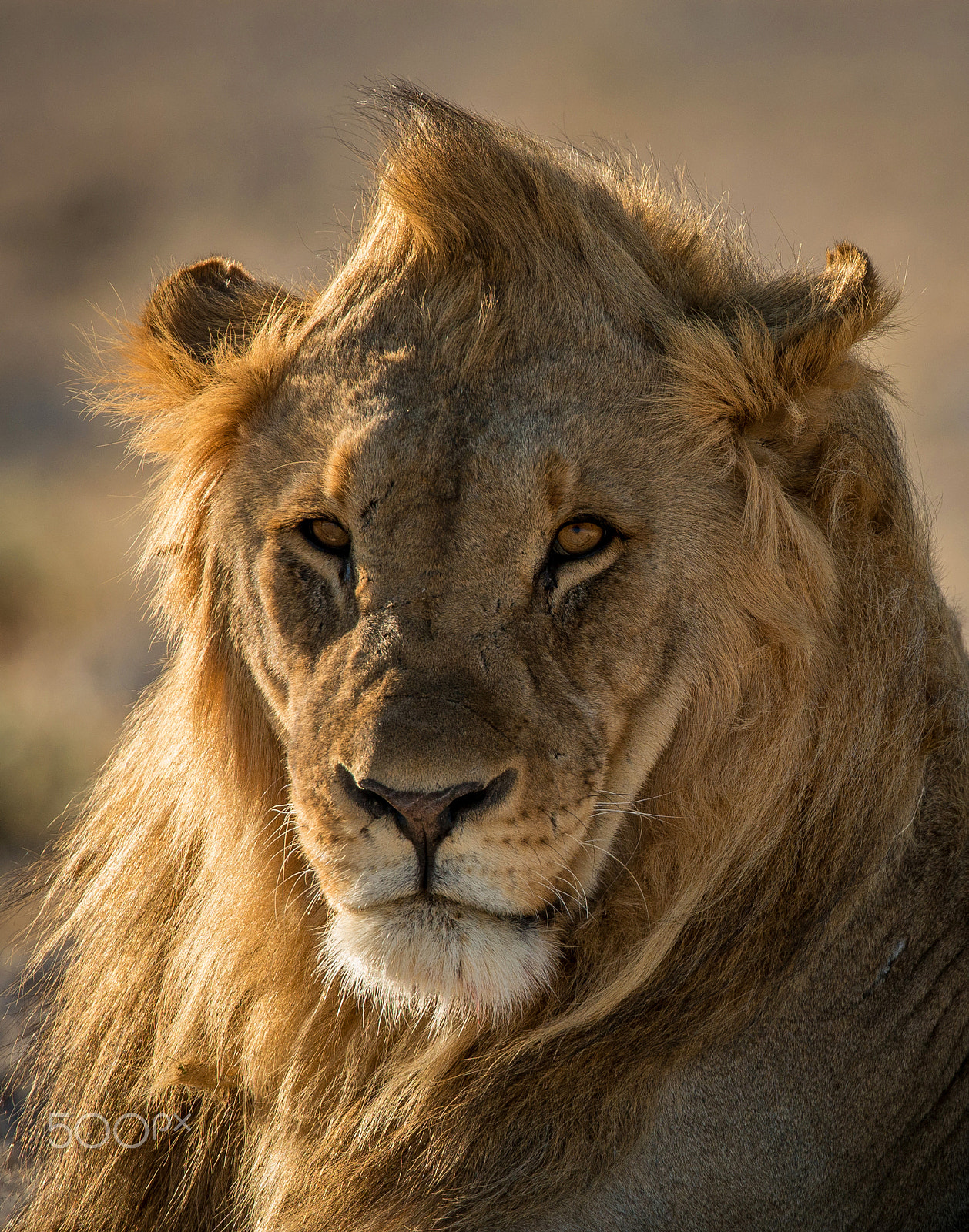 Nikon D800E + Nikon AF-S Nikkor 500mm F4G ED VR sample photo. Leonine stare photography