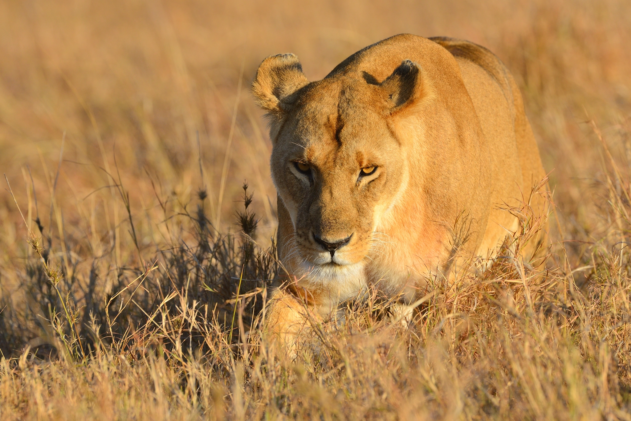 Nikon D800 + Nikon AF-S Nikkor 500mm F4G ED VR sample photo. Lioness photography