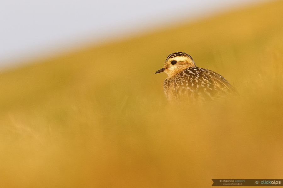 Canon EF 300mm F2.8L IS USM sample photo. Eurasian dotterel photography
