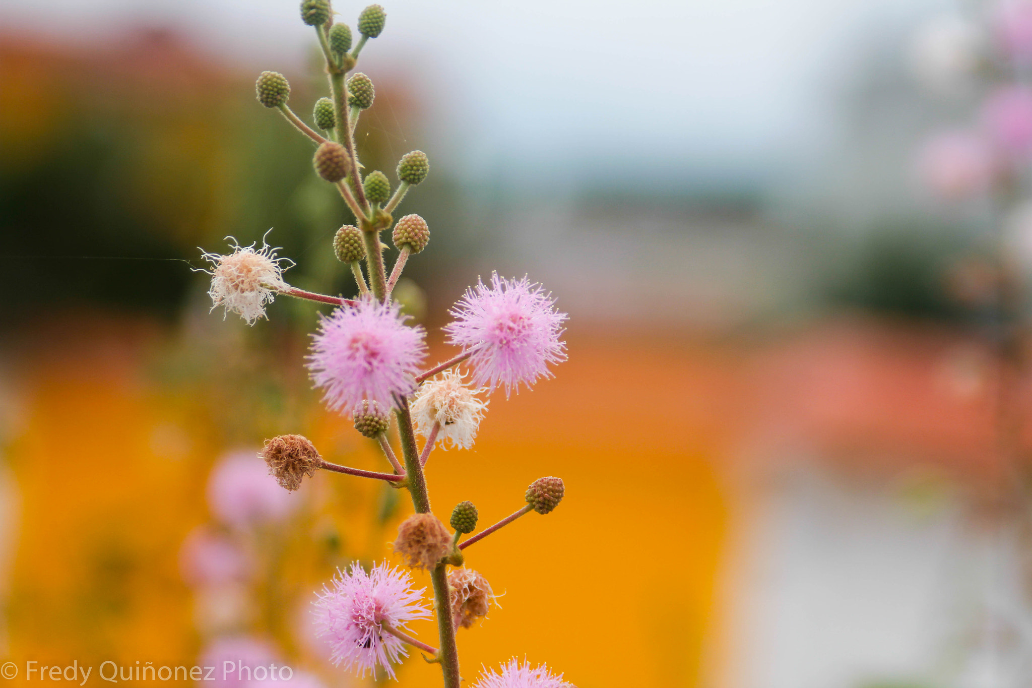 Tamron AF 28-200mm F3.8-5.6 XR Di Aspherical (IF) Macro sample photo. Bokeh photography