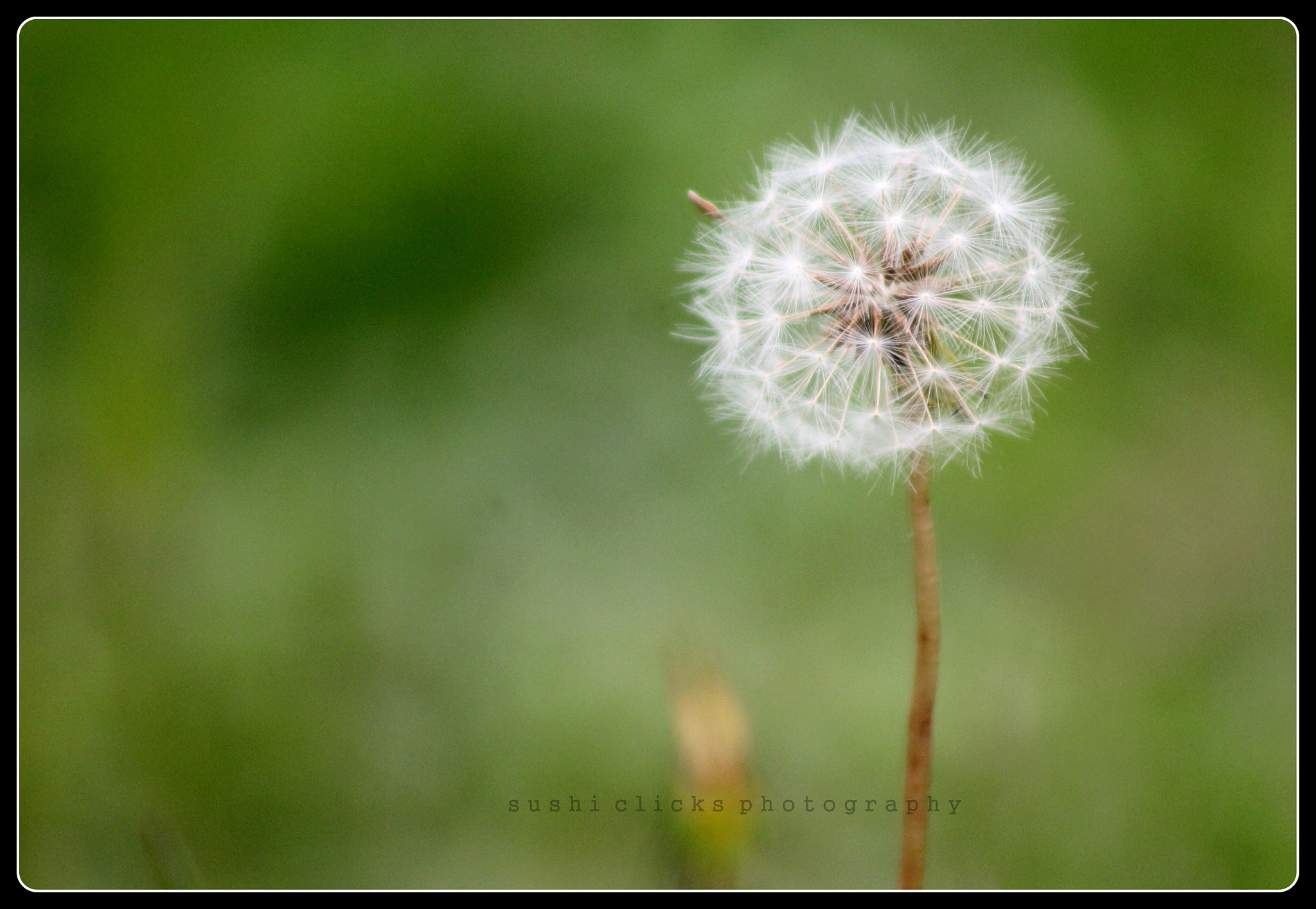Canon EF 75-300mm f/4-5.6 USM sample photo. Beautiful....i am!! photography