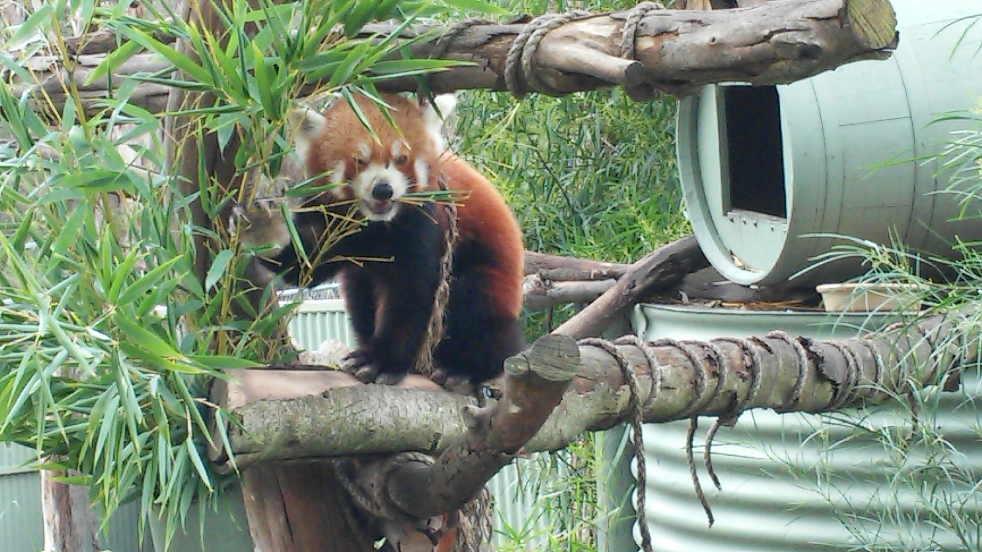 LG G2 MINI sample photo