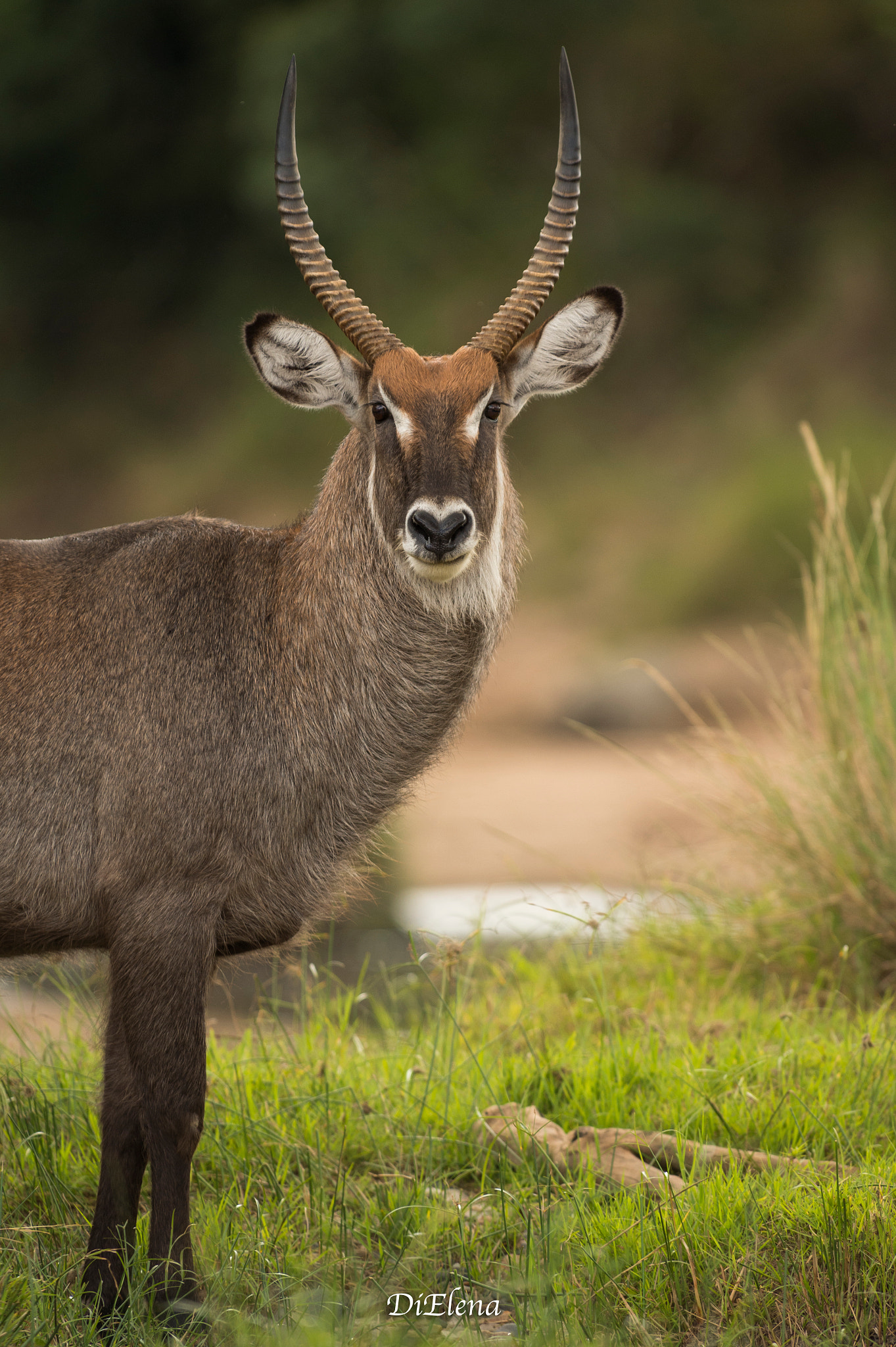 Nikon AF-S Nikkor 300mm F2.8G ED VR II sample photo. Waterbuck photography
