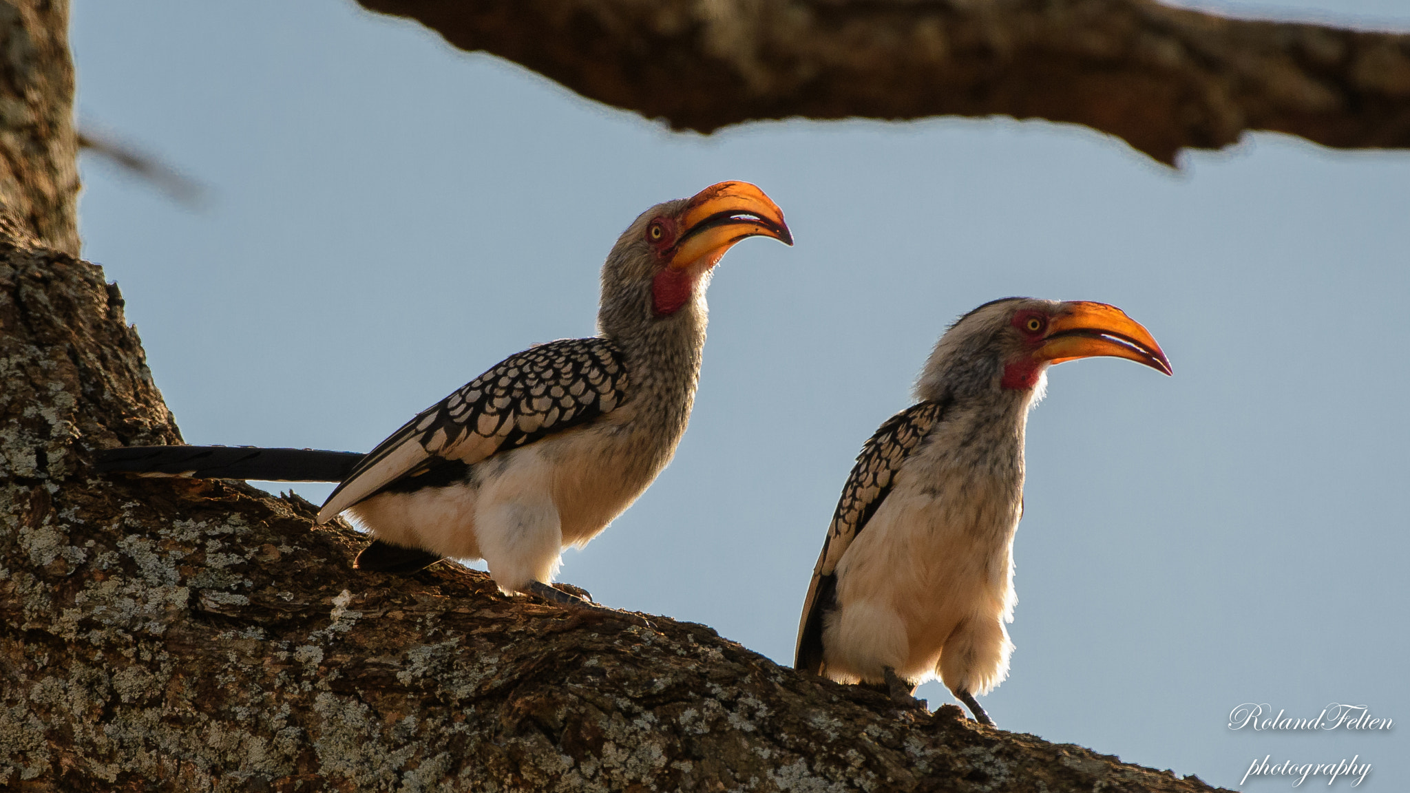 Nikon AF-S Nikkor 200-400mm F4G ED-IF VR sample photo. Southern yellow-billed hornbills photography