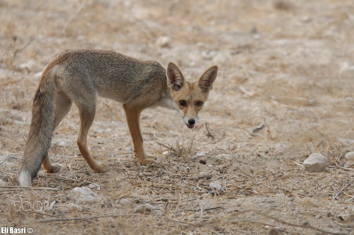 Nikon D300S sample photo. Fox photography