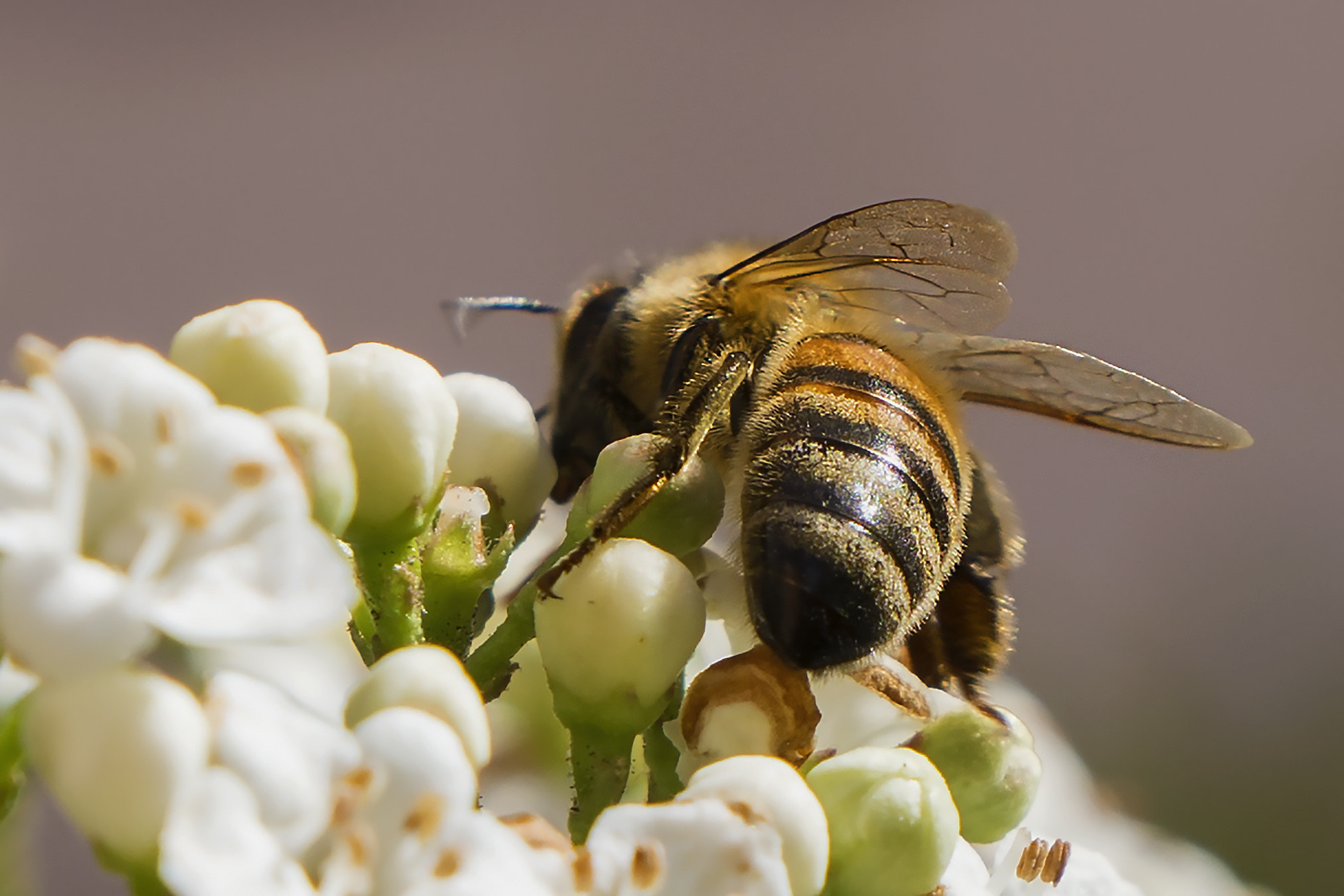 Sony a7R II + Sony Vario-Tessar T* E 16-70mm F4 ZA OSS sample photo. L'ape laboriosa photography