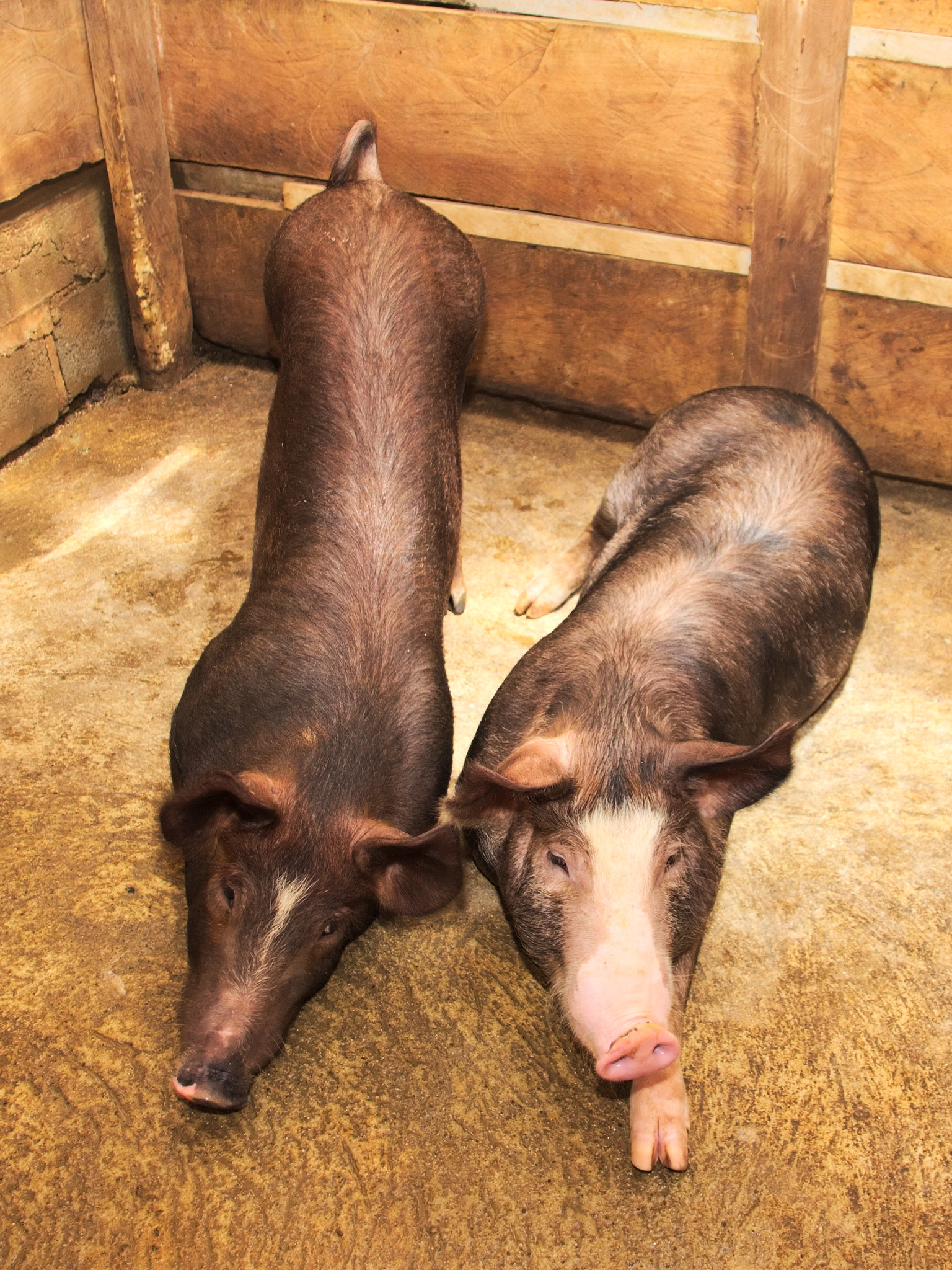 Canon EOS 1200D (EOS Rebel T5 / EOS Kiss X70 / EOS Hi) sample photo. Barnyard pigs photography