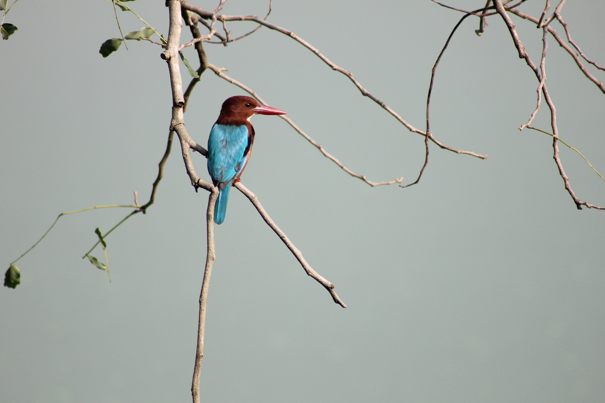 Canon EOS 550D (EOS Rebel T2i / EOS Kiss X4) + Canon EF 75-300mm f/4-5.6 USM sample photo. Kingfisher...posed!! photography