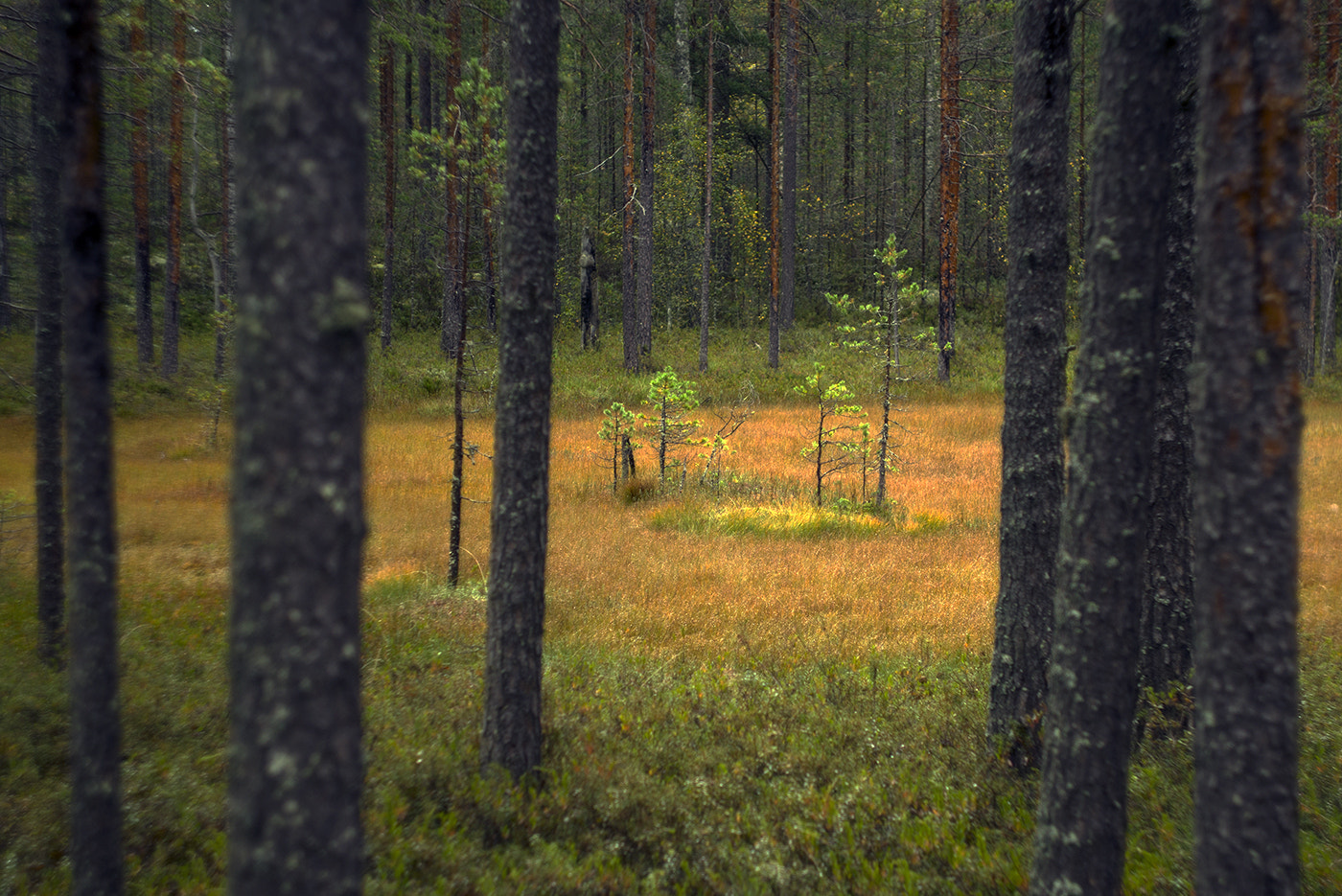 Pentax K-5 sample photo. *** photography