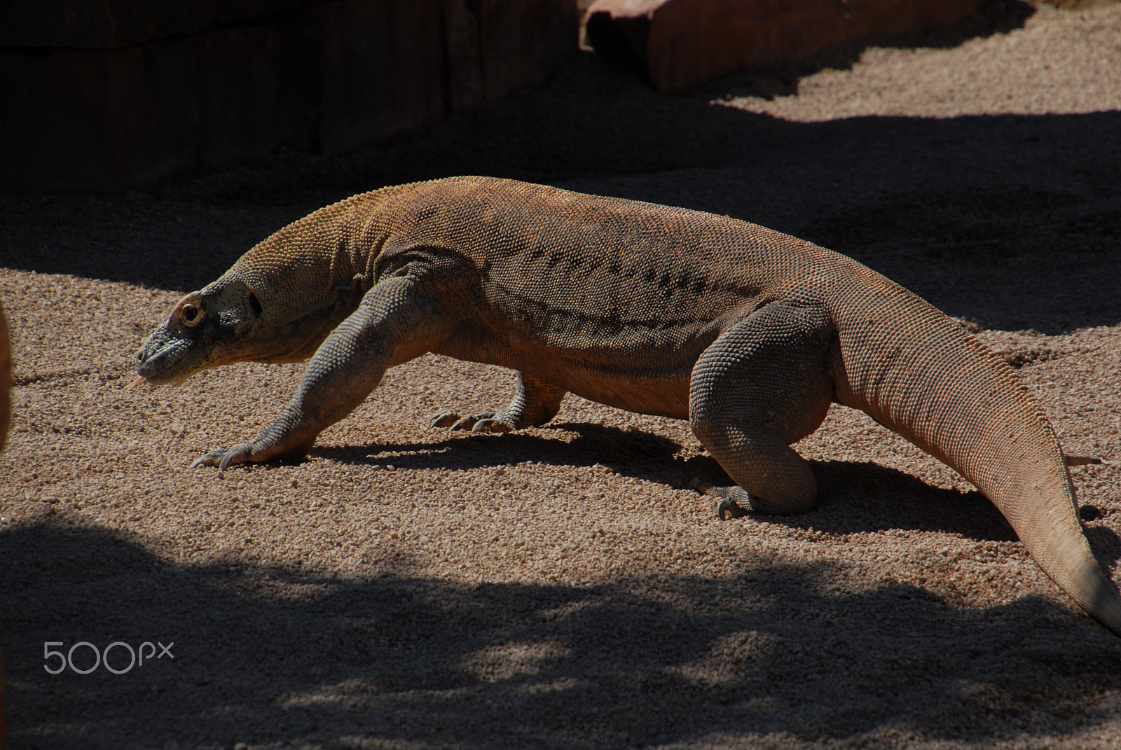 Nikon D200 sample photo. Dragon de comodo photography