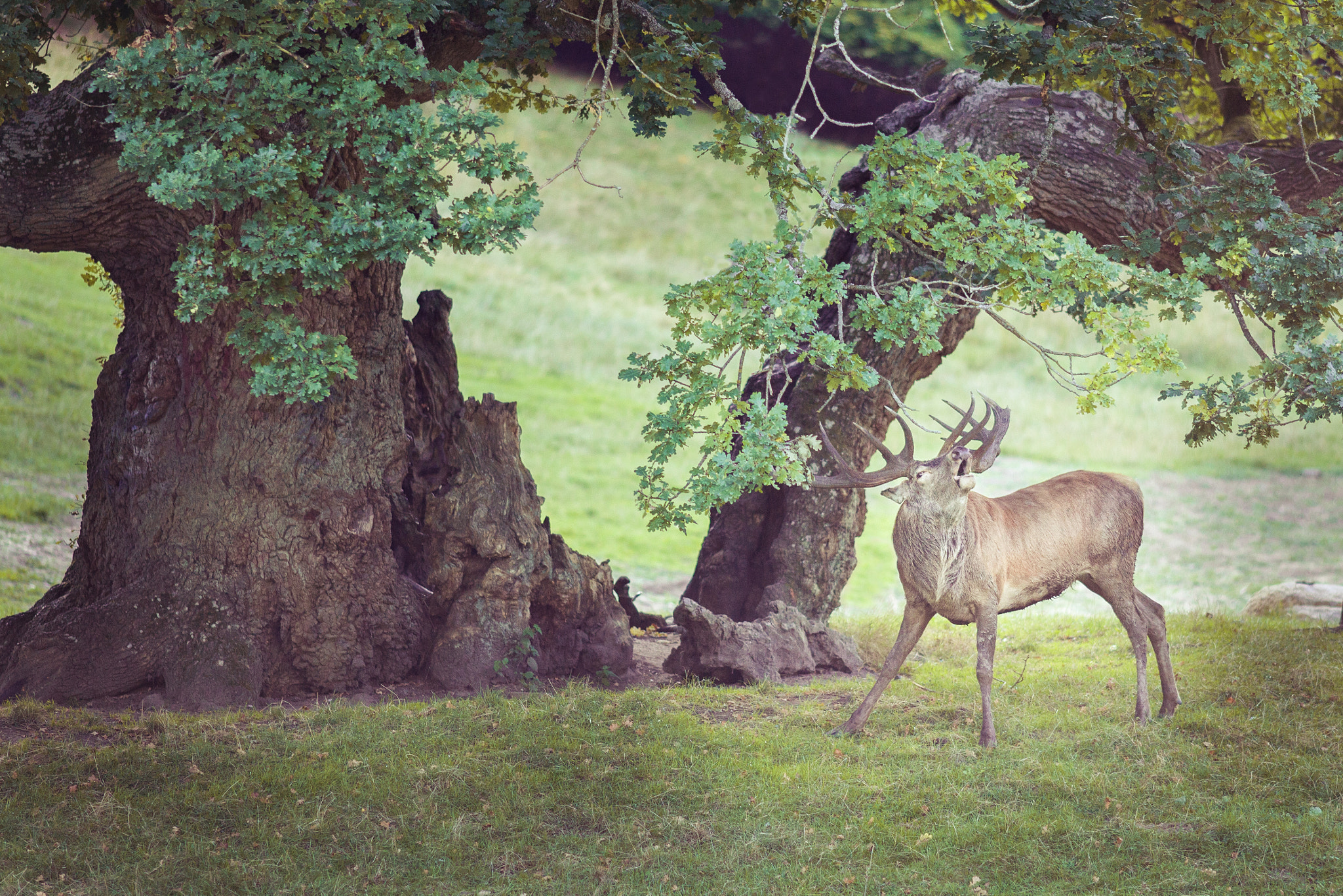Canon EF 200mm F2.8L II USM sample photo. Deer in summertime photography