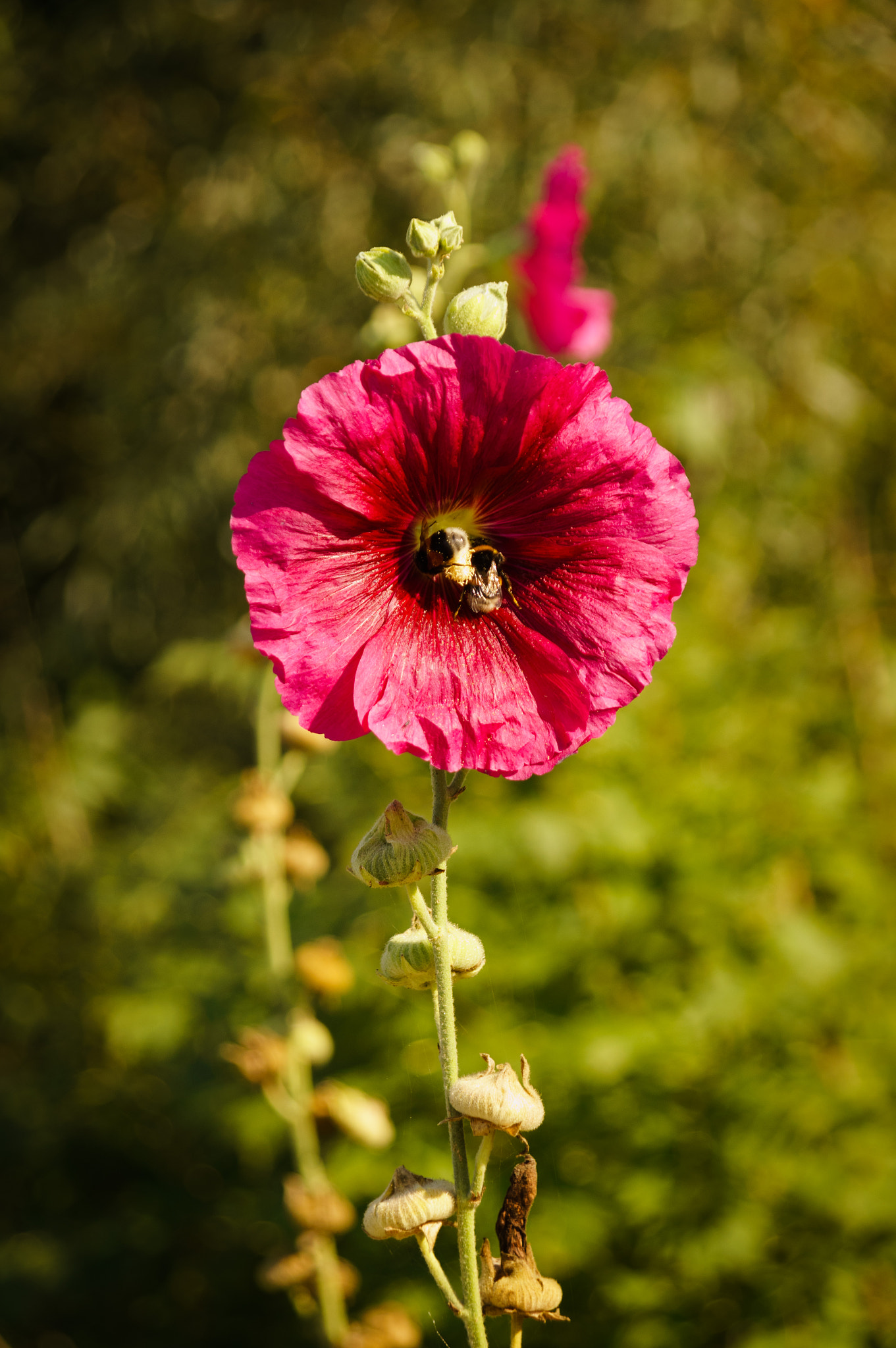 Sony DT 16-105mm F3.5-5.6 sample photo. Bumblebees at work photography