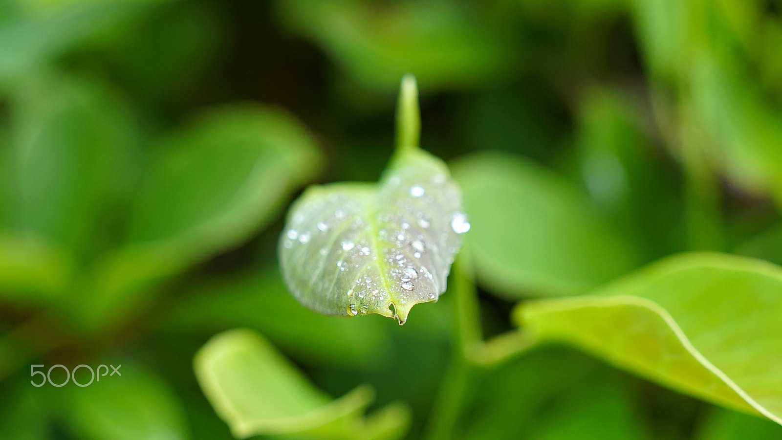 Sony a7S II + Sony FE 24-70mm F2.8 GM sample photo. Be brave photography